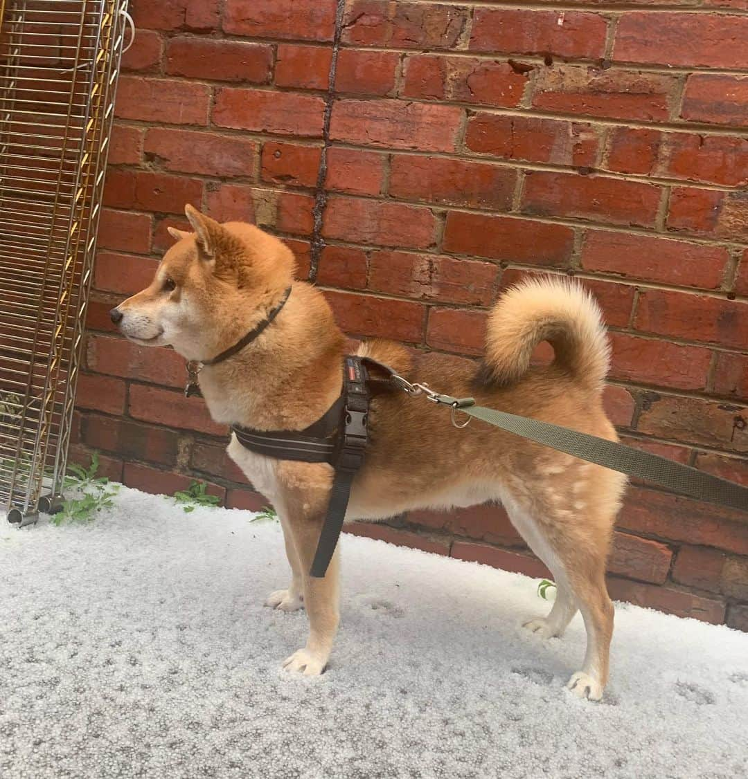 Shibainu Pontaさんのインスタグラム写真 - (Shibainu PontaInstagram)「雹だ。  #柴犬#ぽん太#メルボルン#オーストラリア#ふわもこ部#Melbourne#Australia#shiba#shibainu#ponta#kawaii#inu#Japanesedog#海外生活#doggy#日本#墨爾本#shiba_snap」7月13日 15時16分 - pontasyk