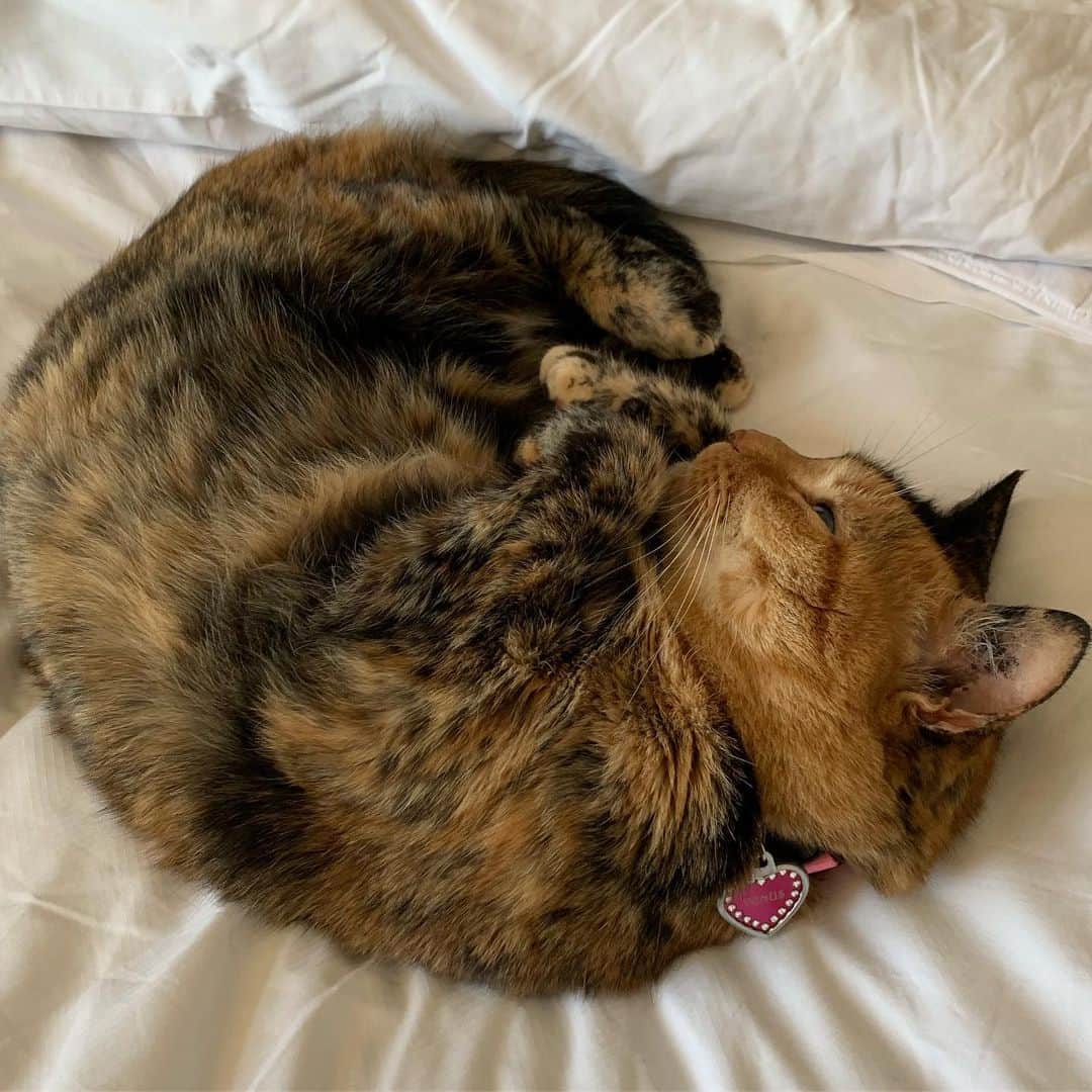 Venus Cat さんのインスタグラム写真 - (Venus Cat Instagram)「Snail or cat?? 😹 #goodnight」7月13日 15時18分 - venustwofacecat