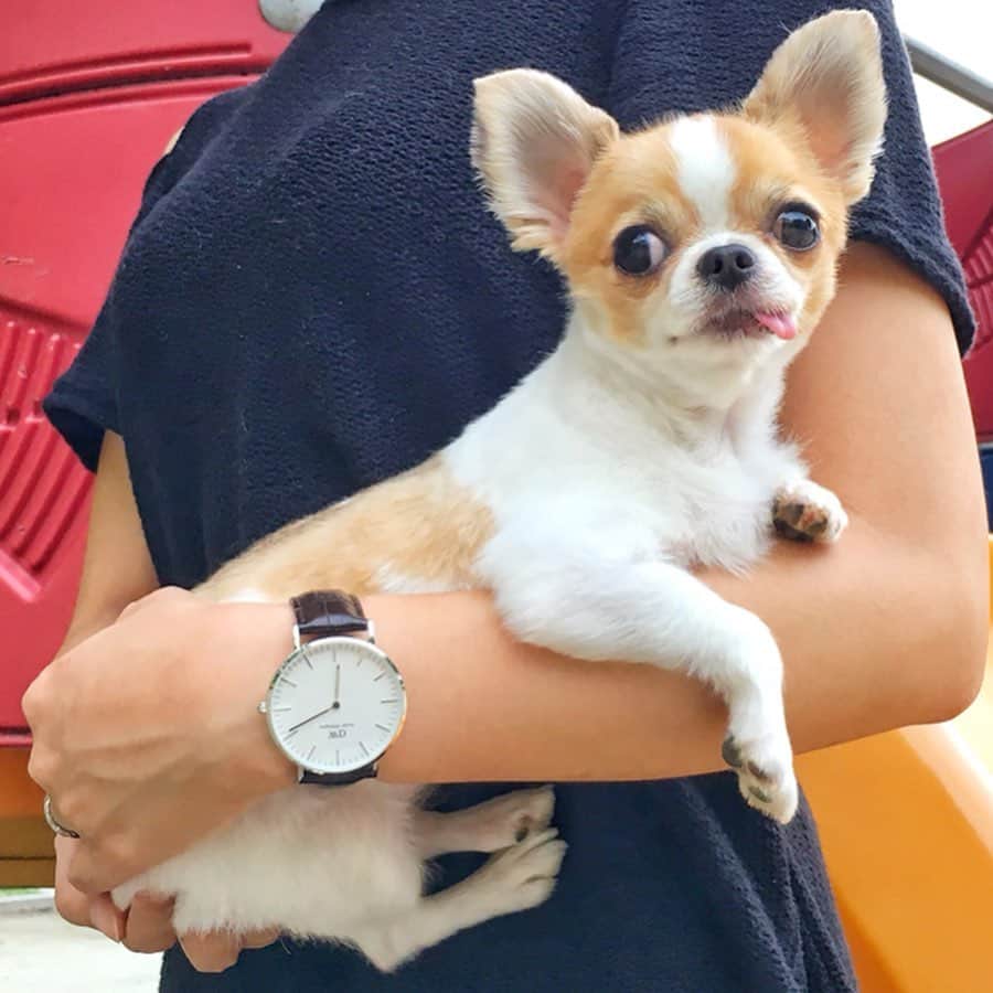 のインスタグラム：「これ撮影してるとき側でじっと見ていたお子様に それ、いぬですか？って聞かれたよ😇笑 ロングコートチワワだよ。女の子。3歳。 （↑定番の返し） ・ 日焼けしすぎて色が合わない💦って思ってた 時計のベルトを変えてみたらあっさり解決🙌🏽✨ こういう楽しみ方ができるのが @danielwellington の好きなとこ！ ・ DW3つの夏限定キャンペーンは7月15日まで🏄‍♀️ ☑︎期間限定復活シリーズ30%OFF ☑︎腕時計とストラップの購入で20％OFF ☑︎対象腕時計の購入でストラップ無料 ※15%OFFクーポンコード併用OK ・ 🛒15％OFFクーポンコード：chima6 (8/30まで有効・公式サイト使用のみ) https://www.danielwellington.com/jp ・ #ダニエルウェリントン #dwサマーオファー #chima #ちま #チワワ #chihuahua #ชิวาวา #ふわもこ部 #PECOいぬ部 #sniffandbarkens #WeeklyFluff #cutepetclub #doggy_lovings」