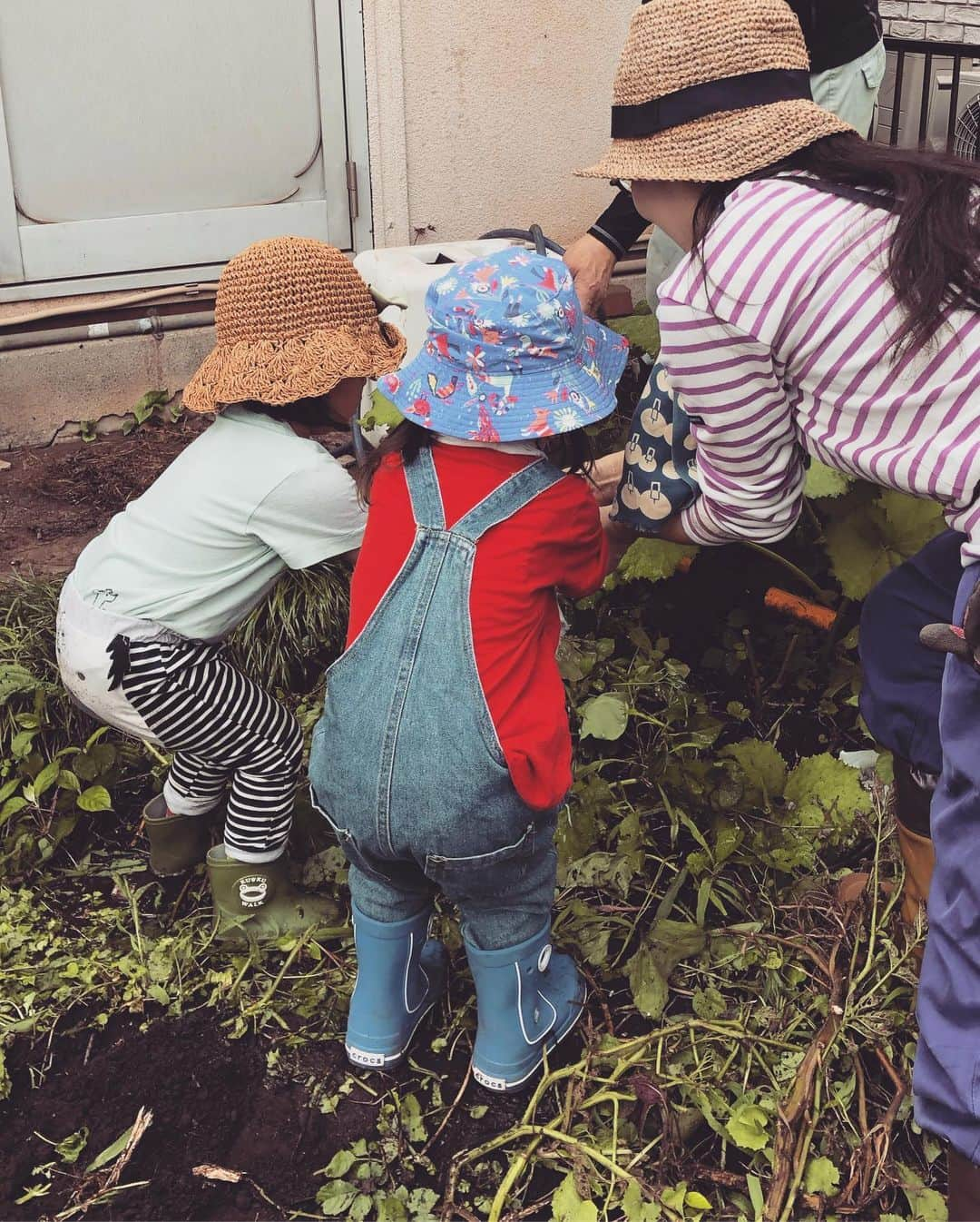 野村佑香さんのインスタグラム写真 - (野村佑香Instagram)「ご近所の芋掘り会に参加させてもらって、 ・ 初めての『すっぽーん  おいもさん🥔❤️』 ・  楽しそうで何より♬  オレンジちゃんも、抱っこ紐から手を伸ばし、草やらじゃがいもやらをしっかり掴んでました❤️ ・ 土と戯れる機会をなかなか作ってあげられてないので、ありがたかったです☺️ ・  #おいも掘り#じゃがいも#土と戯れる#ご近所#ありがたやー#楽しかった」7月13日 15時59分 - nomuyuu