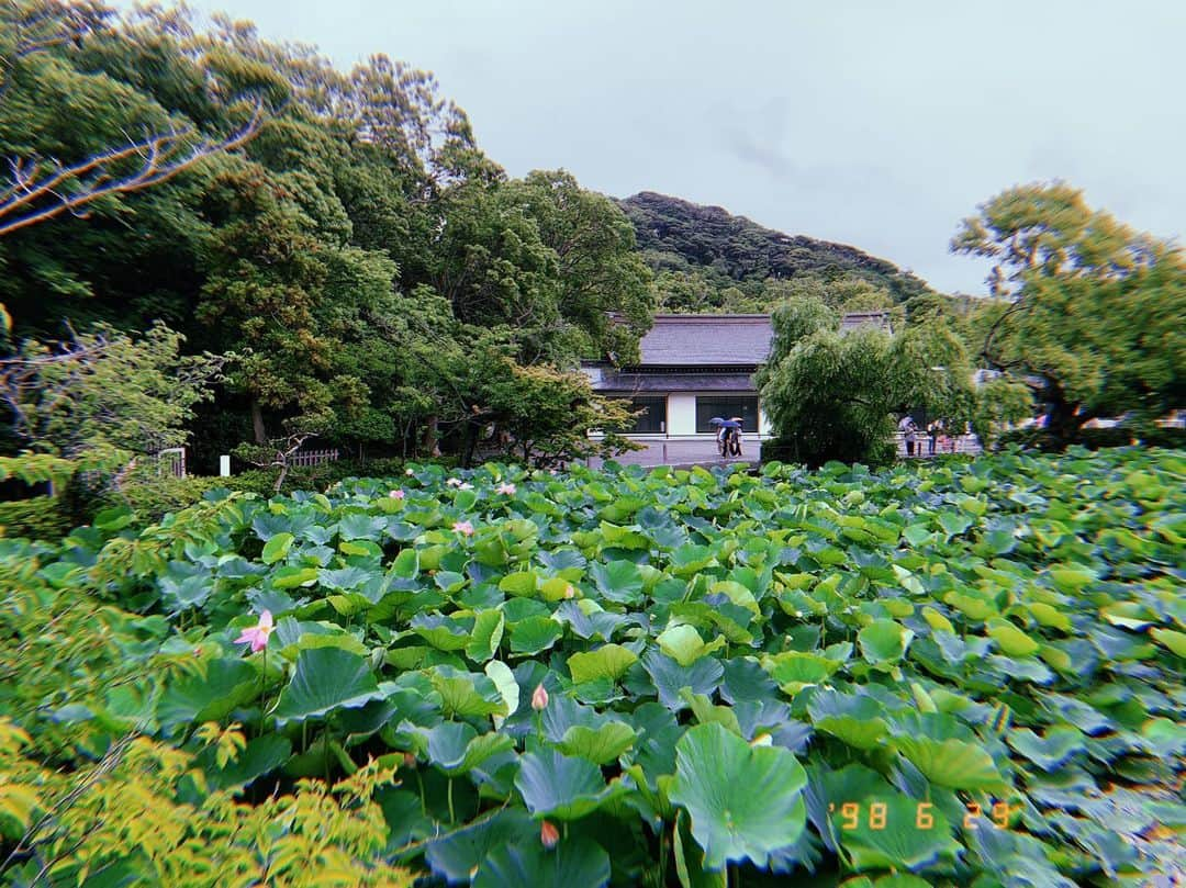 近野莉菜さんのインスタグラム写真 - (近野莉菜Instagram)「雨の鎌倉🐌☔️久しぶりに行ってきました♪お蕎麦とわらび餅食べたり、鶴岡八幡宮行ったり、小町通りで食べ歩きしたよ😋長谷寺に紫陽花見に行ったけど、人気すぎて見れなかった😥（笑）一緒に行った友達が写真撮ってくれた📸」7月13日 16時17分 - chikano.rina