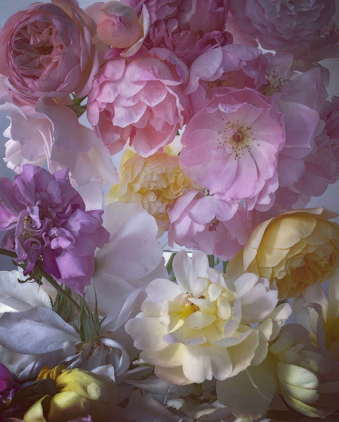 ニック・ナイトさんのインスタグラム写真 - (ニック・ナイトInstagram)「Roses from my garden. Saturday 13th of July 2019. Exhibition on at @albionbarn Oxfordshire.」7月13日 16時36分 - nick_knight