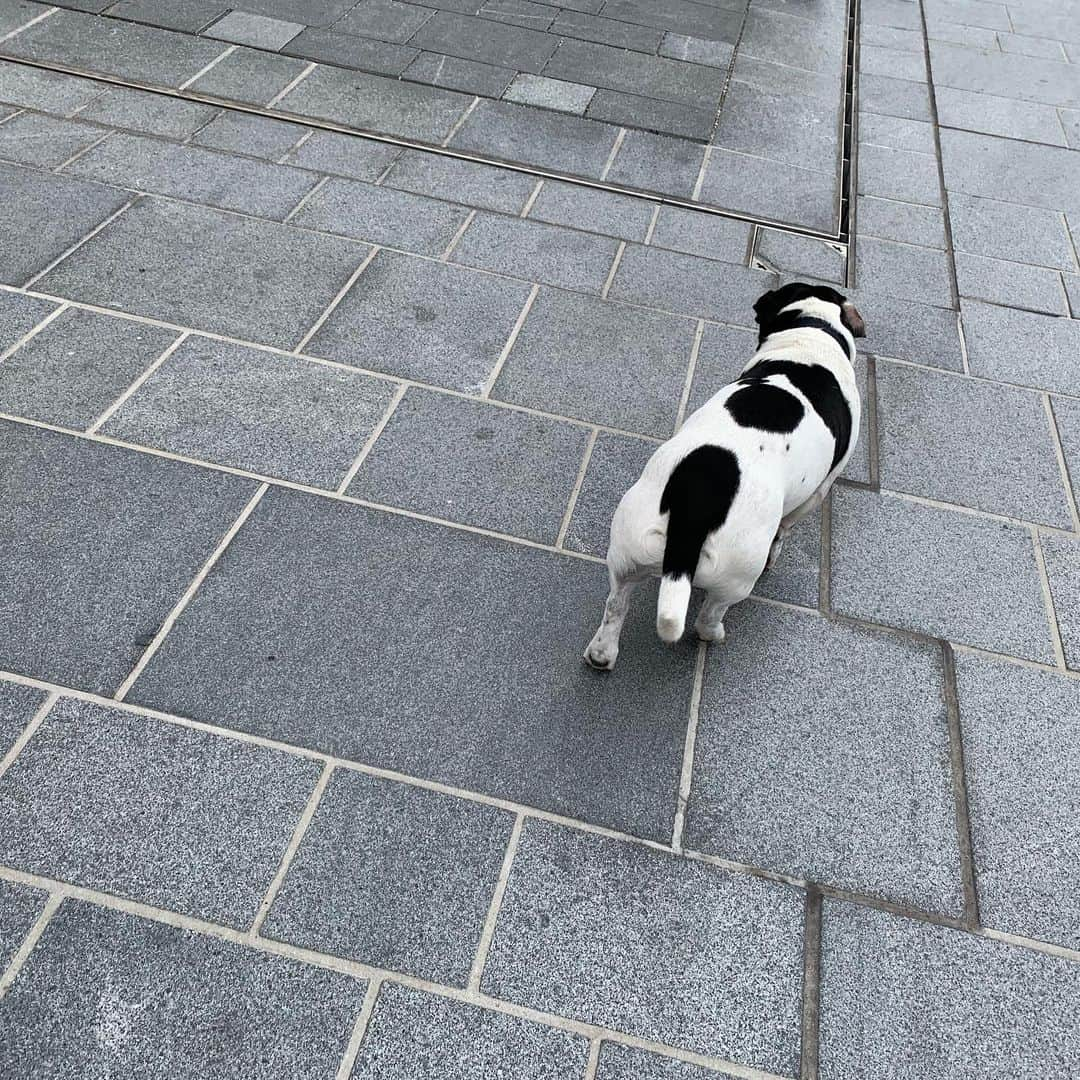 吉田由美さんのインスタグラム写真 - (吉田由美Instagram)「ドイツのわんこ🇩🇪 #ドイツ #germany🇩🇪 #犬 #dog  #dogs」7月13日 16時47分 - yumi__yoshida