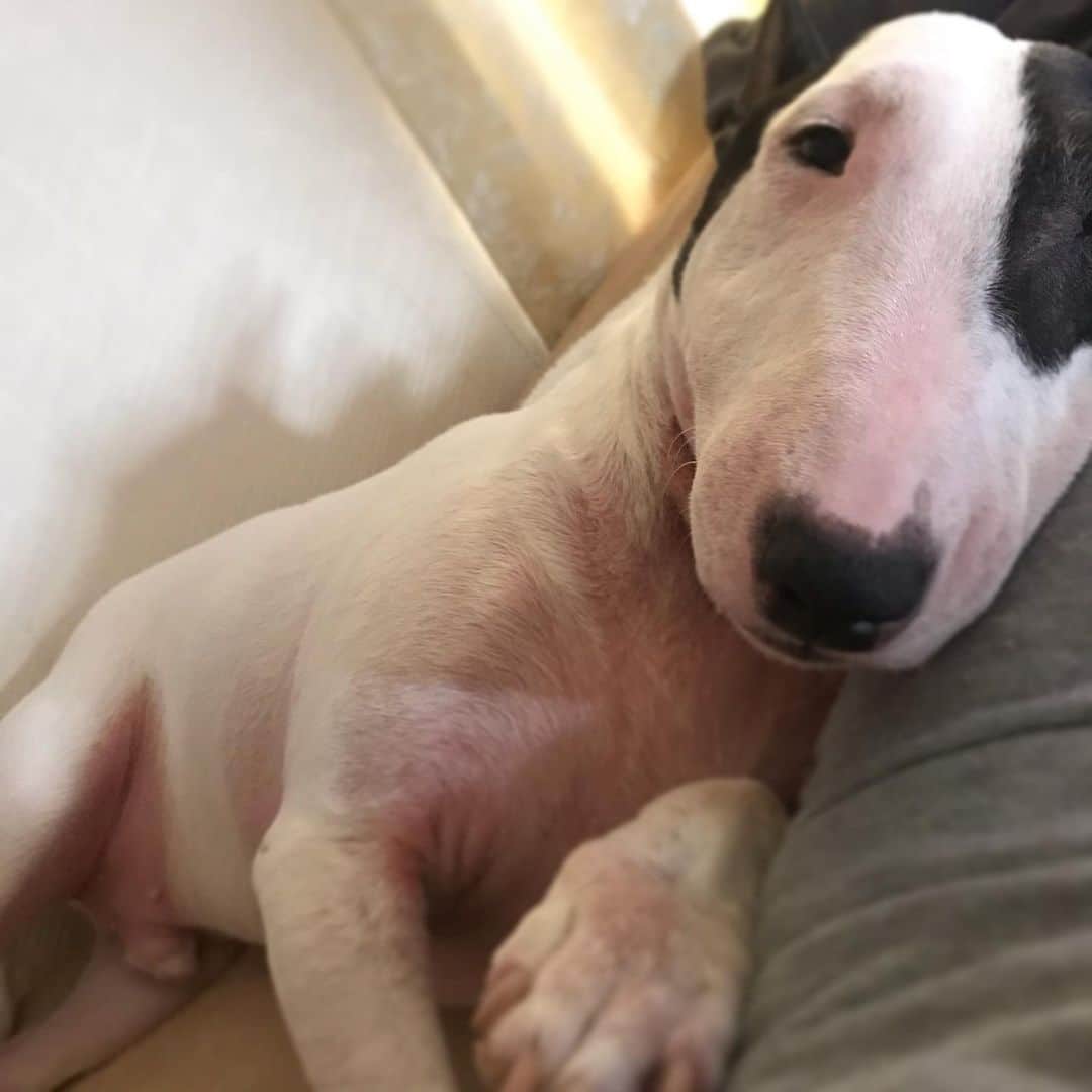 のインスタグラム：「#minituru#bull#terrier#minibullterrier#miniturubullterrier#dog#dogstagram#cute#qtaro#love#family#ミニチュア#ブルテリア#ミニチュアブルテリア#Q太郎」