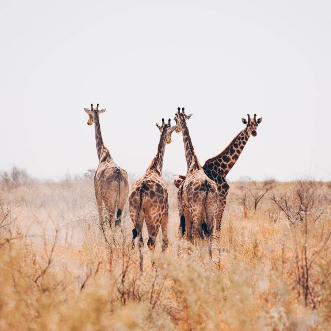 Lonely Planetさんのインスタグラム写真 - (Lonely PlanetInstagram)「This weekend's takeover comes from Mark and Paul of @anywhere_we_roam, who will be sharing shots of their recent trip to #Etosha National Park in #Namibia. -- 'During the dry season (June to October) water is extremely scarce, so animals make their way to one of the many waterholes scattered throughout Etosha National Park. These waterholes are easy to locate, just follow the steady procession of animals making their way to get a drink. On our self-drive Etosha safari, this family of #giraffes passed in front of our car unphased, but then curiosity got the better of them and they turned around to find out what we were up to!' - @anywhere_we_roam -- Stay tuned for more Etosha snaps, and head over to our link in bio for more info on traveling to Namibia!」7月13日 17時00分 - lonelyplanet