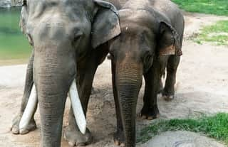 スミソニアン国立動物園さんのインスタグラム写真 - (スミソニアン国立動物園Instagram)「‪🎂🎉 Asian elephant Maharani is turning 29 years young tomorrow! Stop by the Elephant Outpost + Elephant Trek at 11 a.m. on 7/14 to watch her enjoy her princess-themed cake. Get to know Rani in this update from elephant keeper Kayleigh Sullivan. 🐘 STORY: https://s.si.edu/2Ll3Y6E‬. (Link in bio.)」7月13日 22時51分 - smithsonianzoo