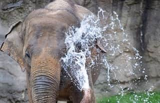 スミソニアン国立動物園さんのインスタグラム写真 - (スミソニアン国立動物園Instagram)「‪🎂🎉 Asian elephant Maharani is turning 29 years young tomorrow! Stop by the Elephant Outpost + Elephant Trek at 11 a.m. on 7/14 to watch her enjoy her princess-themed cake. Get to know Rani in this update from elephant keeper Kayleigh Sullivan. 🐘 STORY: https://s.si.edu/2Ll3Y6E‬. (Link in bio.)」7月13日 22時51分 - smithsonianzoo