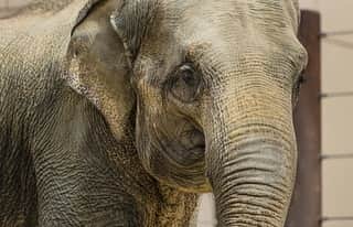 スミソニアン国立動物園さんのインスタグラム写真 - (スミソニアン国立動物園Instagram)「‪🎂🎉 Asian elephant Maharani is turning 29 years young tomorrow! Stop by the Elephant Outpost + Elephant Trek at 11 a.m. on 7/14 to watch her enjoy her princess-themed cake. Get to know Rani in this update from elephant keeper Kayleigh Sullivan. 🐘 STORY: https://s.si.edu/2Ll3Y6E‬. (Link in bio.)」7月13日 22時51分 - smithsonianzoo