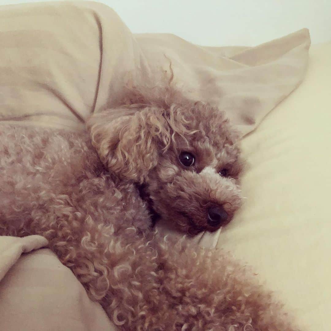 川坂勇太のインスタグラム：「わかりにくいけど、寝るときに枕を使うようになった犬。ブードルは人の寝方も学習するの？ #気づいたらこのスタイル #絶対人間だと思ってる  #でもお座りって言うと座る #くせげ #といぷーどる #犬 #dog #poodle」