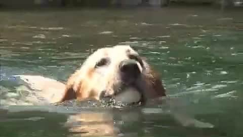 天才！志村どうぶつ園のインスタグラム