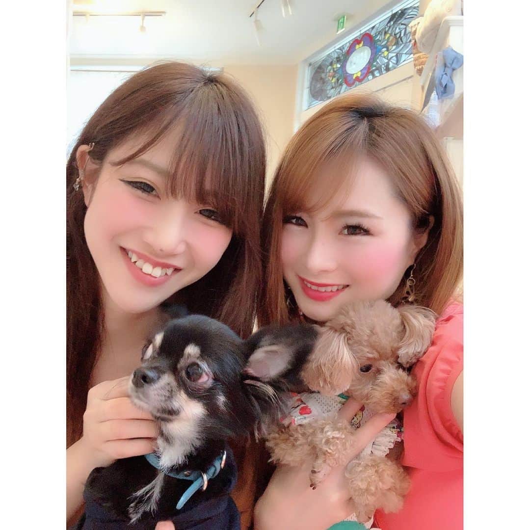 のインスタグラム：「毎週一緒や😂 ハルとココも仲良くなってきたわ👍🤔 ＊ ＊ ＊ #トイプードル#トイプードルレッド#ティーカッププードル#トイプードル多頭飼い#プードル#わんこ#愛犬#親バカ部#ふわもこ部#ドッグカフェ#チワワ#犬友#仲良し#toypoodle#toypoodlered#toypoodlegram#mydog#mypet#poodle#mysweetbaby#lovedogs#토이푸들#date」