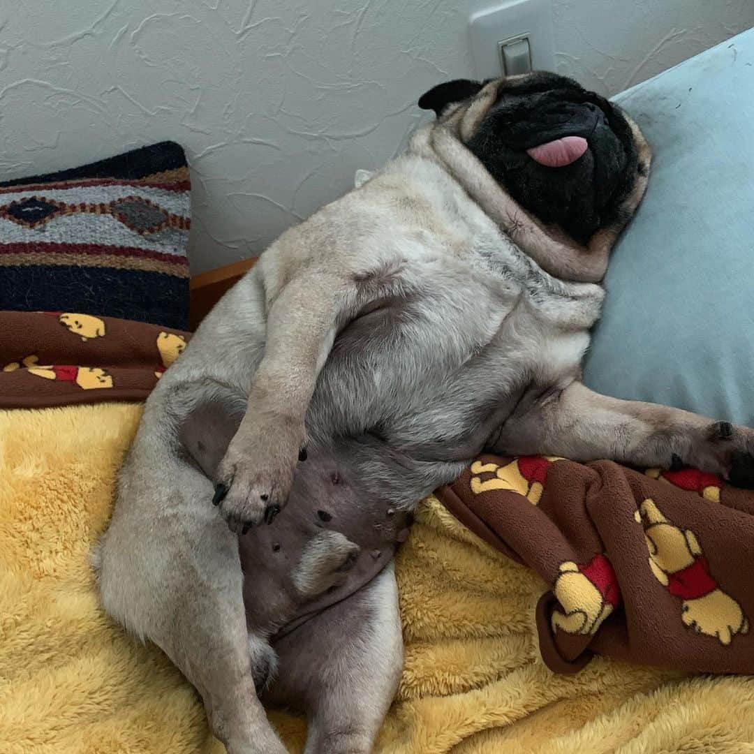 gontaさんのインスタグラム写真 - (gontaInstagram)「I can only sleep in the rain today😊😅☔️☔️☔️#keelyafternoontea #Gonta2#speakpug #smilingpugs #pugjapan #pug #love #pugsofinstagram #pugshit #worldofpug」7月13日 18時09分 - gehhah