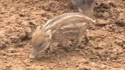 天才！志村どうぶつ園のインスタグラム