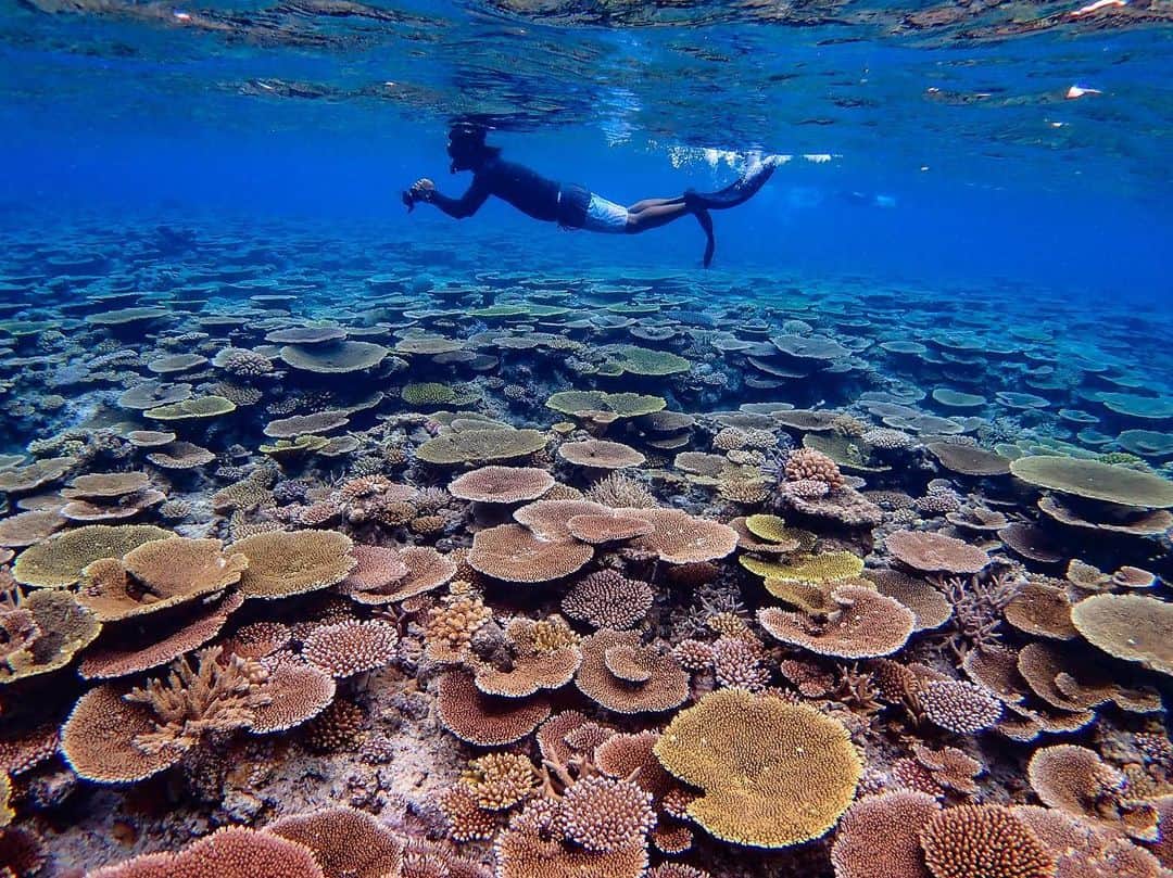 のインスタグラム：「ここのテーブル珊瑚の綺麗さが本当にため息ものだった。 さながら庭園風だった。 素敵過ぎる😍 . 📍#西表島 . 🚤ツアー @rayreef_iriomote . #igersjp#icu_japan#wu_japan#team_jp_#japan_daytime_view#lovers_nippon#travel#okinawa#japan#instatrip#沖縄#海#ビーチ#water_of_our_world#beach#sea#ocean#onebreath#divermag#loves_okinawa#lascuba#snorkeling#沖縄好きな人と繋がりたい#genic_okinawa#genic_beach#タビジョ#unknownjapan#素潜り」