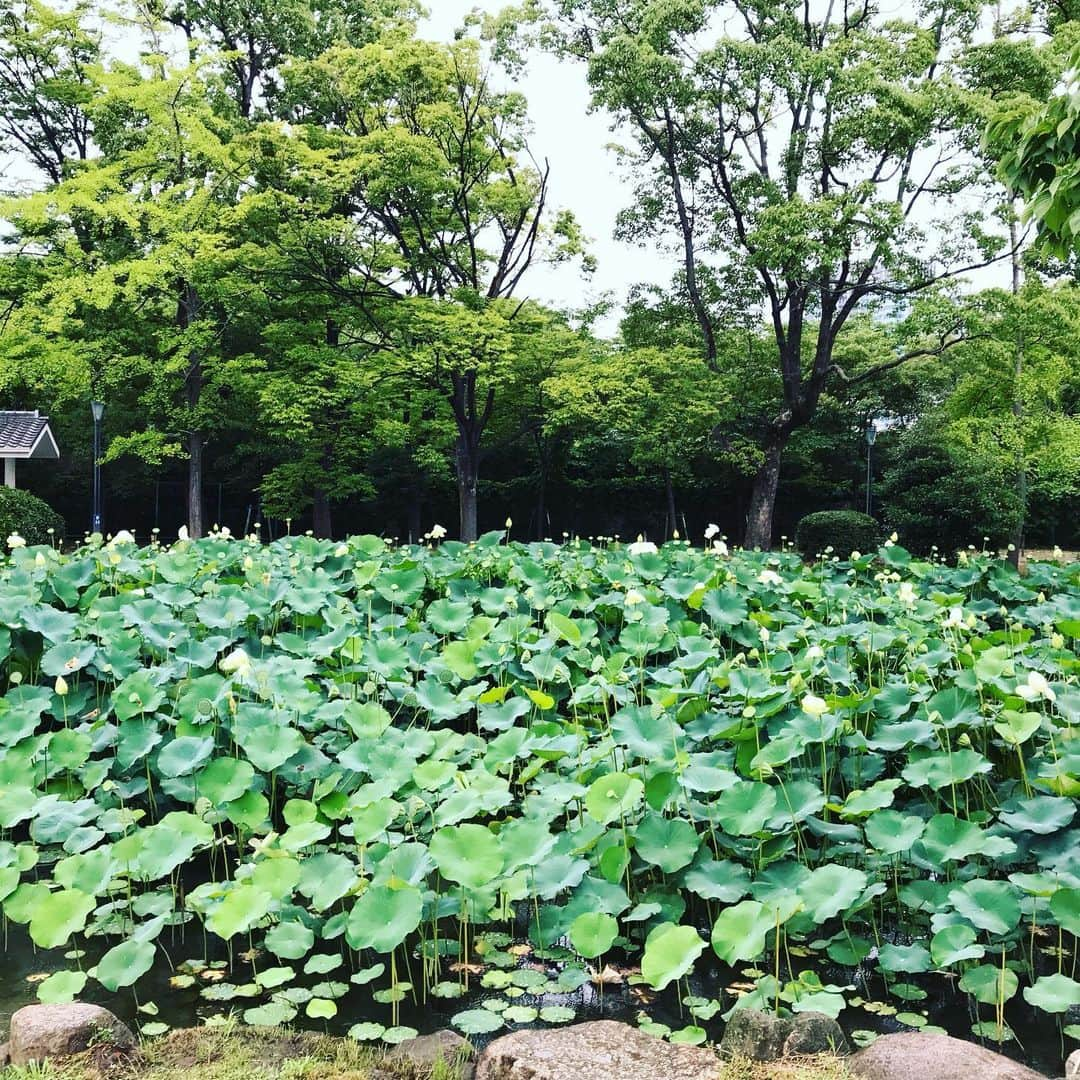 花城アリアさんのインスタグラム写真 - (花城アリアInstagram)「ずっと気になっていた蓮の花を見たくて 小雨にも関わらずレッスン受けた後に寄りました もう萎れているのも多かったけど つぼみもあったので もう一度見に行きたいと思います！ 川にはもう天神祭の屋形船も準備されてありました😊」7月13日 19時04分 - aria.kajo