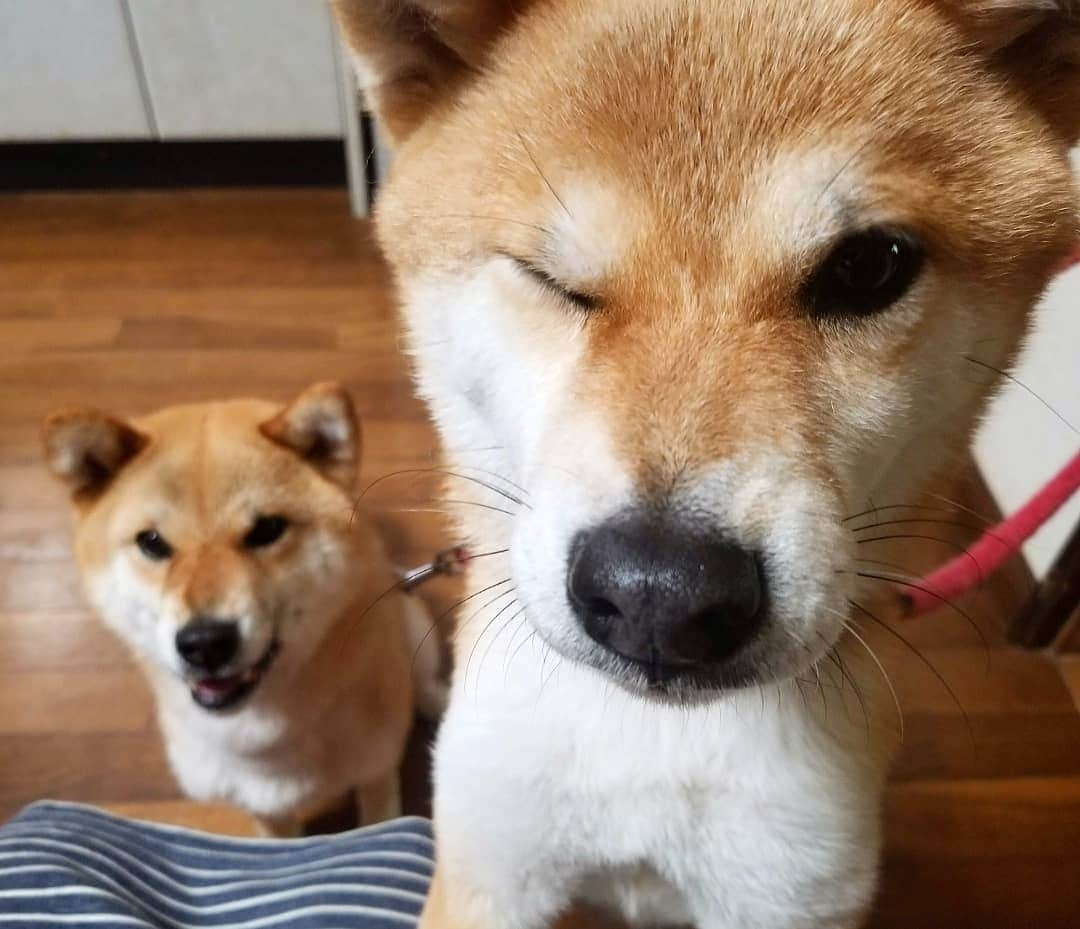 柴犬たま Shibainu Tamaのインスタグラム