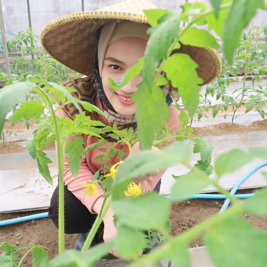 メロディー・ヌランダニ・ラクサニさんのインスタグラム写真 - (メロディー・ヌランダニ・ラクサニInstagram)「Can't wait to see these ‘Momotaro Tomatoes’ to be harvested! It’ll be around 60-70 days from today. I’ll be sharing it with you guys later on at the harvest season!!🍅 #japan #asean #goodwill #ambassador #food #agriculture #momotarotomato #tomat #momotaro」7月13日 19時13分 - melodylaksani92