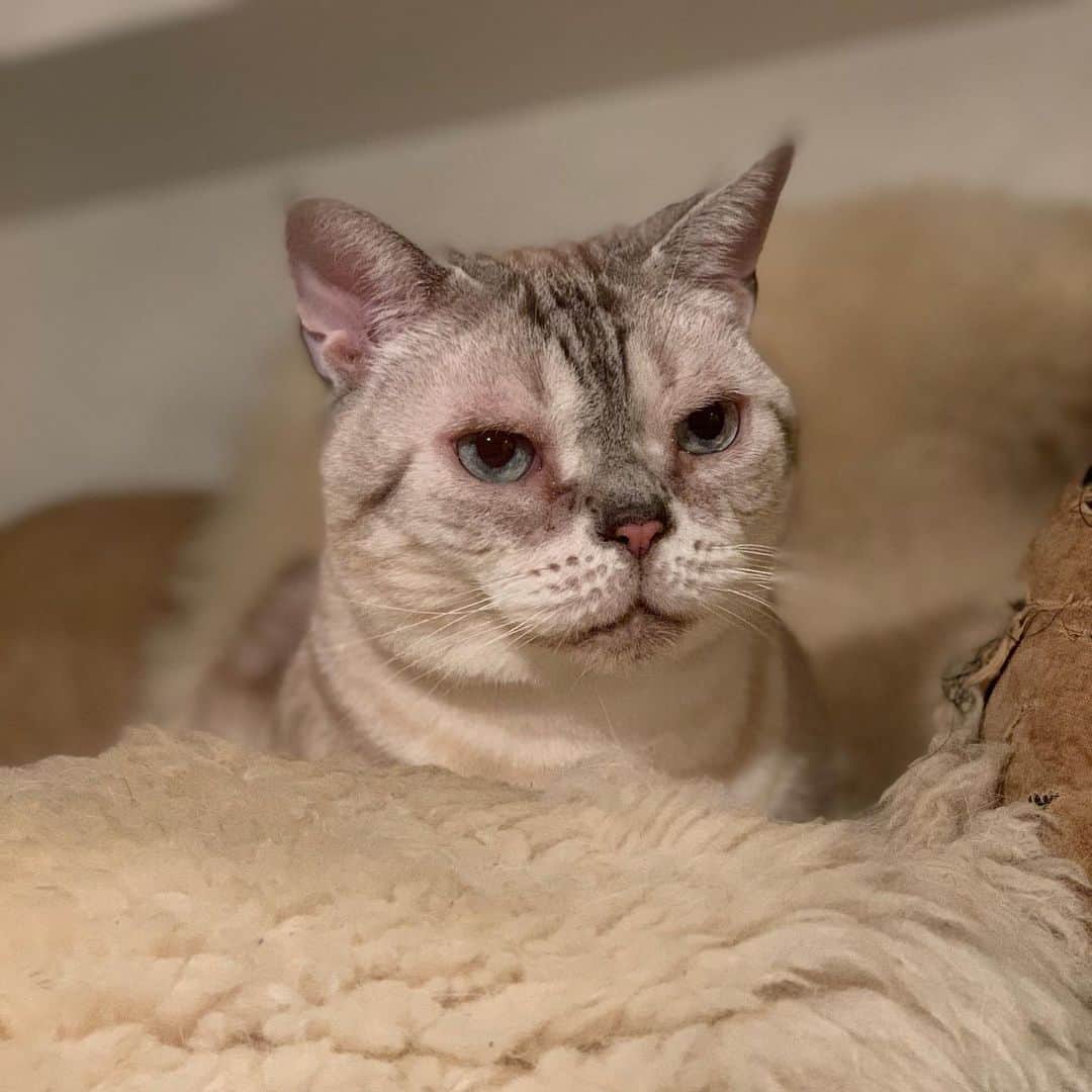 のインスタグラム：「帰宅したらかっこいい顔で待っててくれてた😂💛 #garu_cat #ガル様」