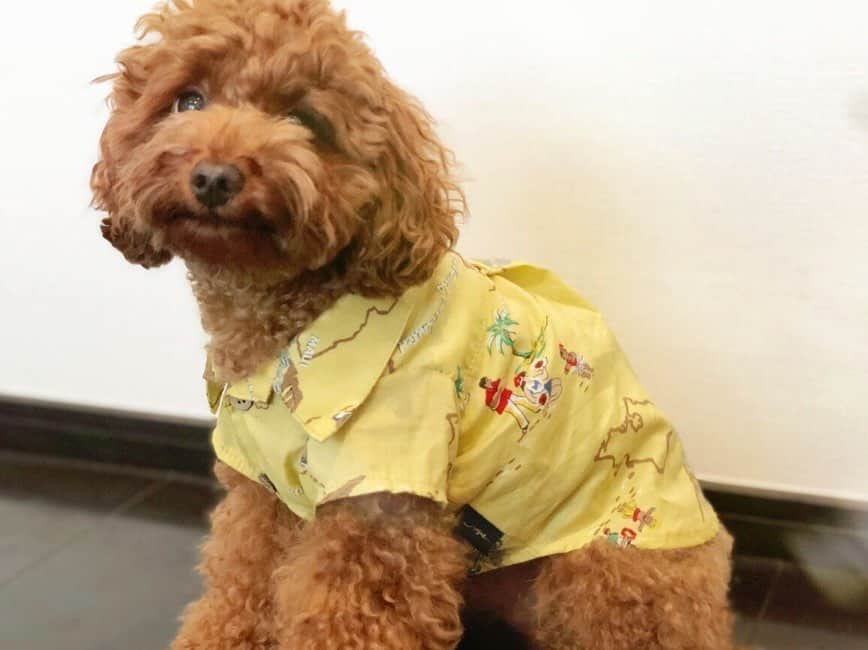 高山直子さんのインスタグラム写真 - (高山直子Instagram)「Aloha〜🐶🌺🐶 気分は南国🏝 可愛いアロハシャツいただいたのでわたしもラバアロハ着てハイチーズ🤗笑 これ着てみんなでお出かけしたいなー💛  #犬のいる暮らし #むすこたち #リンクコーデ #vague #vaguedogwear @vague_dogwear_official @koroponta」7月13日 19時28分 - nao_70koro