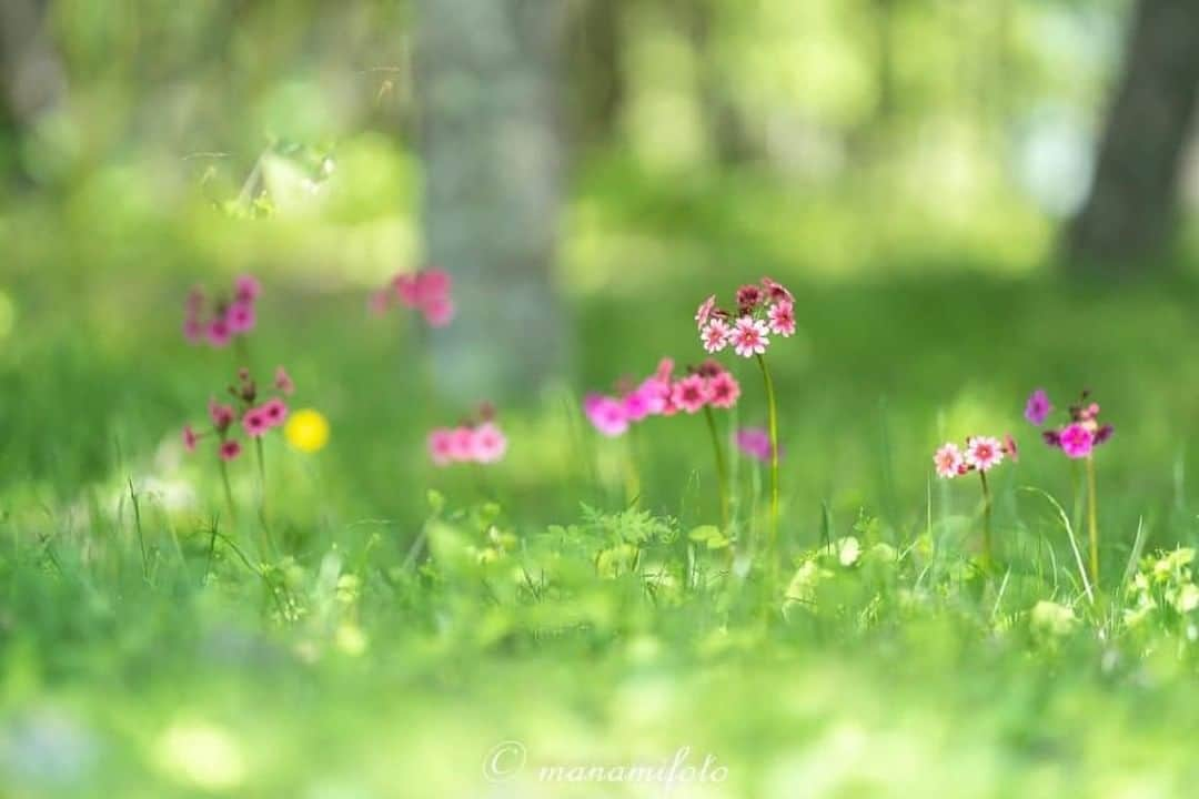 花の写真館さんのインスタグラム写真 - (花の写真館Instagram)「Photo by Manami Sano.⠀ .⠀ Original Post[投稿頂いたURL]⠀ https://www.facebook.com/photo.php?fbid=2249577061791667⠀ .⠀ 本アカウントは、 #私の花の写真 をつけてInstagramに投稿された皆さまの花の写真や、「花の写真館」Facebookページで投稿された花の写真を紹介します。⠀ 「花の写真館」Facebookページは、「 @floral.photograph 」のプロフィールにあるURLからご覧ください。⠀ .⠀ #花の写真館 #floralphotograph #floralphoto #flower #flowers #富士フイルム #FUJIFILM⠀ Follow: @floral.photograph」7月13日 19時30分 - floral.photograph