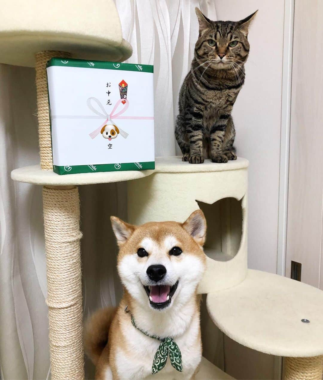 ゆうとろ（柴犬ゆうと猫のとろ）さんのインスタグラム写真 - (ゆうとろ（柴犬ゆうと猫のとろ）Instagram)「. smile & sour face🐶 Yu🐶Toro🐱 . 柴犬友達の空ちゃんママさん（ @mrkmsora ）からお中元をいただきました。 インスタ開始当初から仲良くなった柴友さんです😊 ちゃんと熨斗に空って書いてあって、嬉しいー♡ 中身なんだろー？ とりあえず記念撮影。 開けたら、お酢ドリンクだった！ だから、ゆうは酸っぱーい！の顔してくれたのかな😂 . #2枚目のとろの顔好き #ゆうは本当に表情豊か #お酢飲んで夏乗り切ろう #にして雨が長すぎる #ゆうとろ地方明日からまた雨」7月13日 19時50分 - yuandtoro