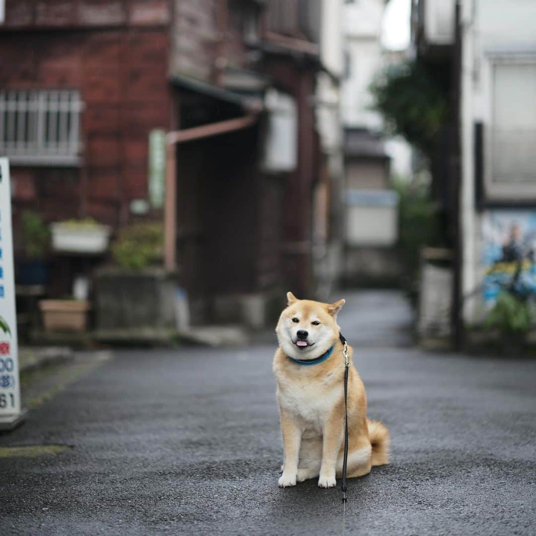 まる（まるたろう）さんのインスタグラム写真 - (まる（まるたろう）Instagram)「The rain is finally starting to fizzle out.✨🐶✨少しだけ雨降ってたけどお散歩してきたんだ〜 #根津の裏通り #フォトジェニックスポット #photogenic #カメラ持って遊びおいでよ」7月13日 19時59分 - marutaro