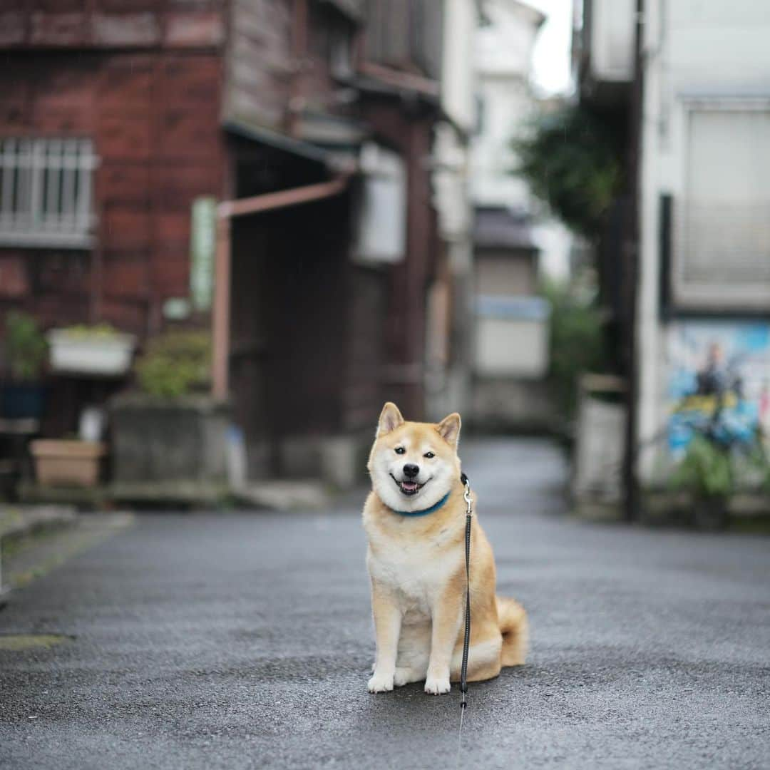 まる（まるたろう）さんのインスタグラム写真 - (まる（まるたろう）Instagram)「The rain is finally starting to fizzle out.✨🐶✨少しだけ雨降ってたけどお散歩してきたんだ〜 #根津の裏通り #フォトジェニックスポット #photogenic #カメラ持って遊びおいでよ」7月13日 19時59分 - marutaro