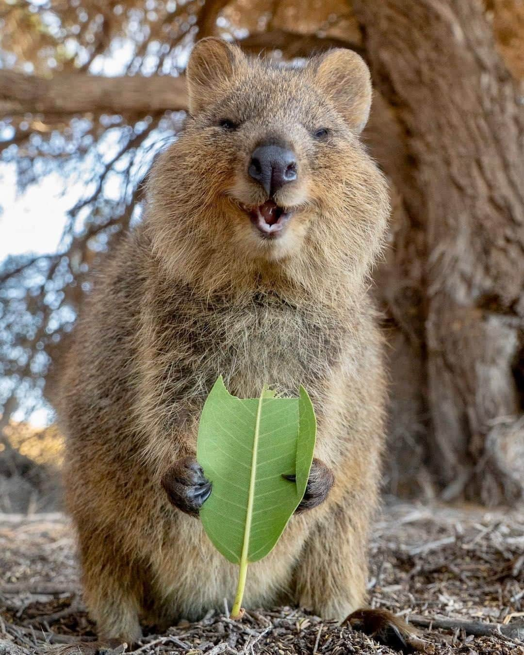 Australiaさんのインスタグラム写真 - (AustraliaInstagram)「“My secret to happiness? Eating my greens.” 😄🍃 There you have it, guys, a free tip from this very happy #quokka @cruzysuzy spotted on @rottnestislandwa. This little island in @westernaustralia is a ferry ride from @destinationperth or #Fremantle, and you’ll be greeted with lots of smiling faces on arrival from the ‘happiest animal on earth’. Join the daily free guided walking tour departing from the Meeting Post, the local guide will tell you all about these cheerful creatures and the history and people of the island.  #seeaustralia #justanotherdayinwa #rottnestisland #wildlife #travel」7月13日 20時00分 - australia