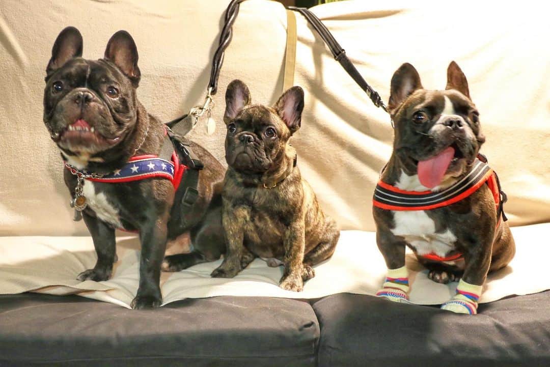 Turbo_dad フレブルのターボのグルメインスタ