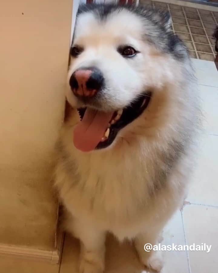 husky and malamuteのインスタグラム：「Do you want to hug them both?😙😙💖💖 follow @alaskandaily （Twitter：alaskandaily）for more cute pic and video.😜 ……………………………………………………………… Each video was approved by the original author. But  don't have a Instagram account. We are first one post those video. So watermark credit @alaskandaily ……………………………………………………………… #alaskan#malamute#alaskanmalamute#alaskanhusky#malamutesofinstagram#puppylife#puppylove#puppydog#puppylover#dogdays#malamutepuppy#huskies#huskeypuppy#huskeiesreq#siberian#huskeiesofig#dogslife#dogsofnyc#cutedog#cutedogs#huskeypics#huskeylovers#huskygram#huskeylove#huskiesofinstagram#dogsofnyc#husky#狗」