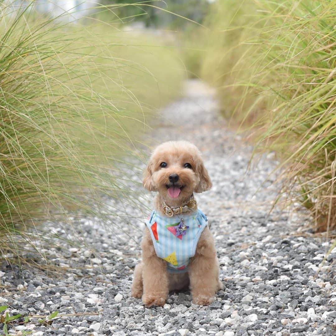 Truffle??松露?トリュフさんのインスタグラム写真 - (Truffle??松露?トリュフInstagram)「📆 (13Jul19) 🌻Have a great, positive and beautiful weekend every👣🐾st! 😁😘❤️#happyweekend #beautifulday #iloveweekends」7月13日 20時08分 - trufflethetrouble