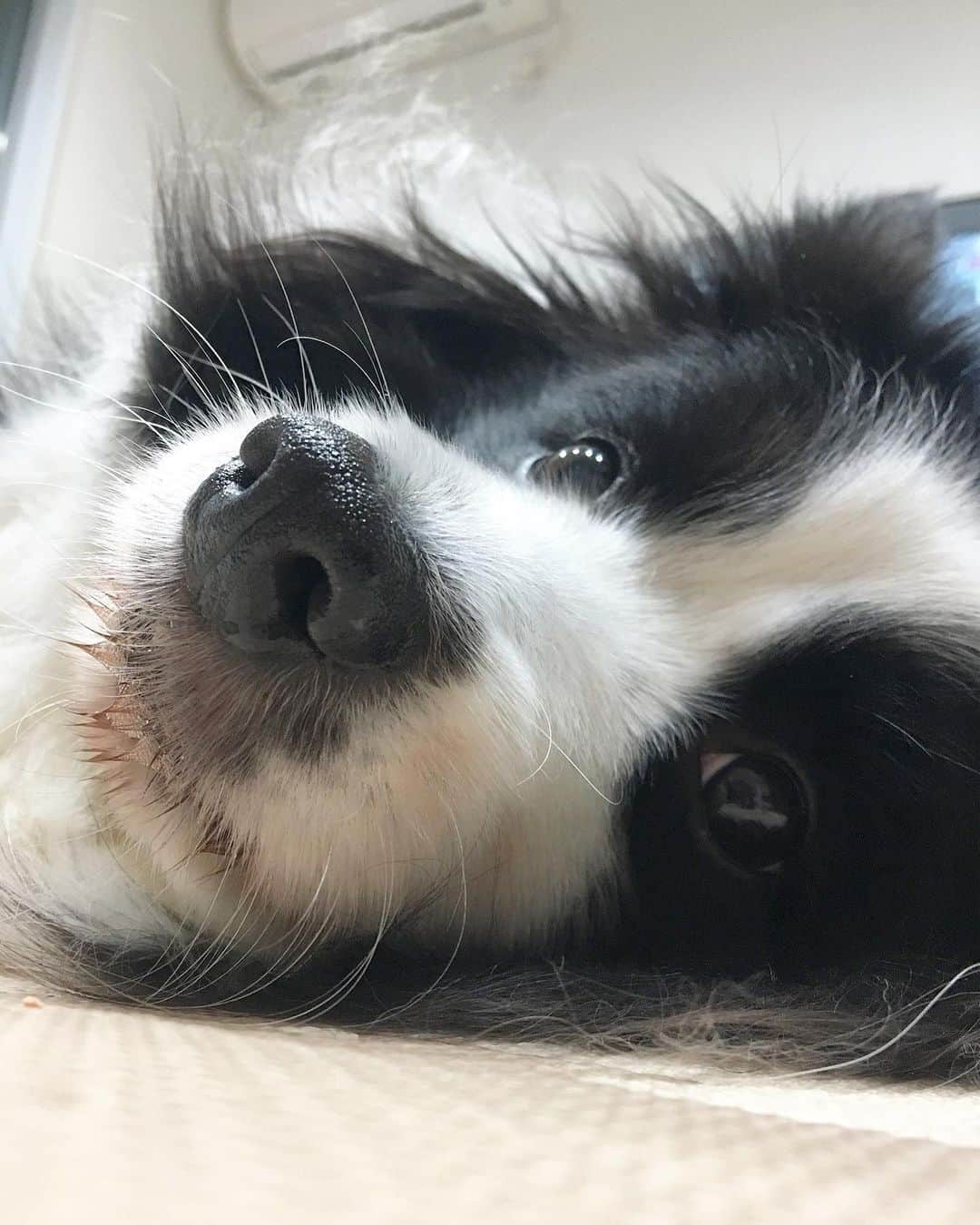 犬バカ部宣伝部長のインスタグラム