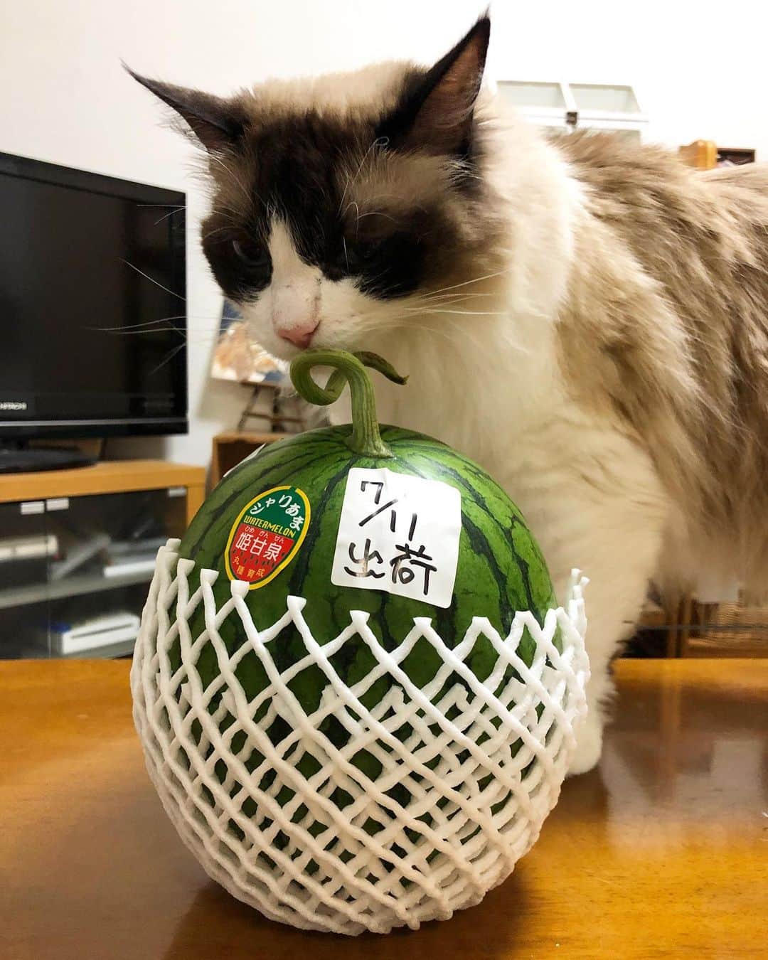 ホタテ＆クラム＆シラスのインスタグラム：「お留守番のお土産はスイカ？（笑） #cat #neko #ScottishFold #猫 #ねこ #スコティッシュフォールド #catstagram #instagram #instagramjapan #ig_japan #igersjp #ragdoll #ラグドール」