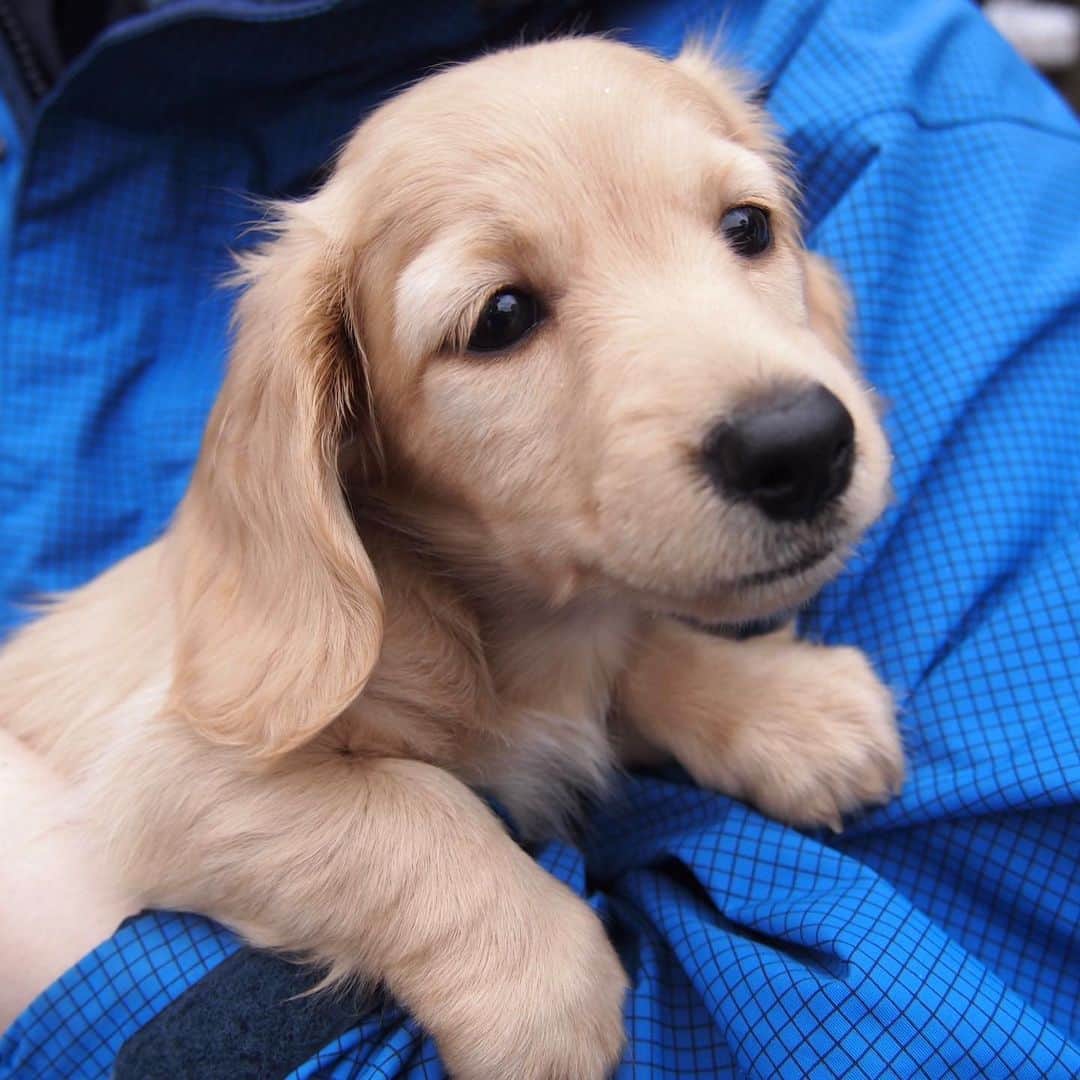 ハッチ＆ニコのインスタグラム：「Puppy Nico (2 months old) タレ目ちゃん  チビッコ写真を見せっこする親バカのタグ. #saturday_puppyfes  土曜日恒例パピフェスですよ～🐾. . #チビnico #pecoいぬ部 #カメラ嫌い同好会  #犬の生活が第一 #癒しわんこ #dachshund #犬バカ部 #短足部 #ふわもこ部 #tokyocameraclub #東京カメラ部」