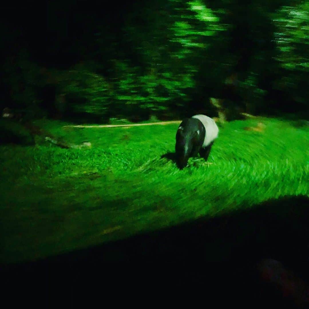 岡田育さんのインスタグラム写真 - (岡田育Instagram)「Good night, Nocturnals. 🚗 🌚🦌💡🦛 🕯🐅 ✨🐘🌝 🚙 #nightsafari #nightsafarisingapore #singaporezoo @sgzoo_ #tapir #flamingo #hippo #tiger #lion #elephant #nocturnalanimals #nightzoo . . まるで写真撮れなかったけど、そんなこと関係なくみんな活動しているのよね。みんな基本ごはんで動く。ライオンは寝ている。 #ナイトサファリ #シンガポール #夜行性動物 #動物園」7月13日 20時36分 - okadaic