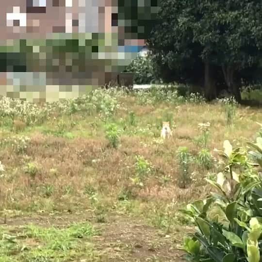 南出凌嘉のインスタグラム：「猫ちゃん狩り中w めっちゃ可愛い😺 今日撮影終わって携帯見たら母から送られてきましたw®️ #ねこ #猫 #捕食活動 #ネコスタグラム #リョーカ #南出凌嘉」