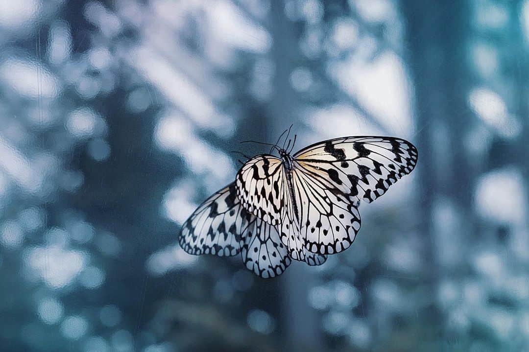 kyoko_zzzのインスタグラム：「🦋 Dresser 🦋」