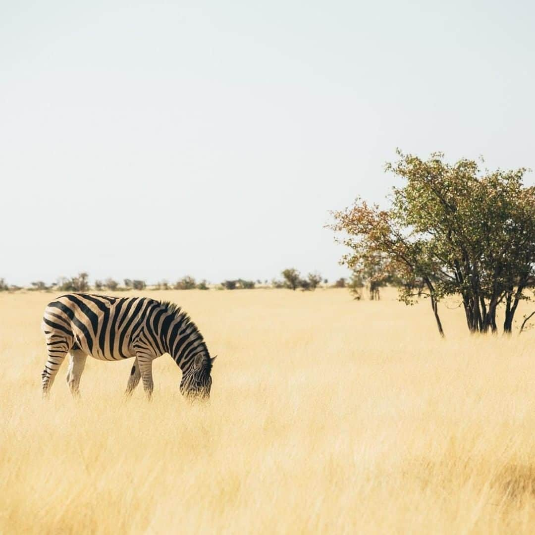 Lonely Planetさんのインスタグラム写真 - (Lonely PlanetInstagram)「'The wide open plain of western #Etosha, a landscape synonymous with #Namibia, was inaccessible to the public until 2010. With the opening of Dolomite Camp at the western end of the park, this previously untapped wilderness became available to amateur explorers and wildlife-loving safari enthusiasts. We’d just left Olifantsrus Camp, making our way down a very unkempt bouncy road when we came across this scene: #zebras grazing in the long grass, glowing in late midday sun.' - @anywhere_we_roam -- Tap our link in bio for more info on traveling to Namibia.」7月13日 21時00分 - lonelyplanet