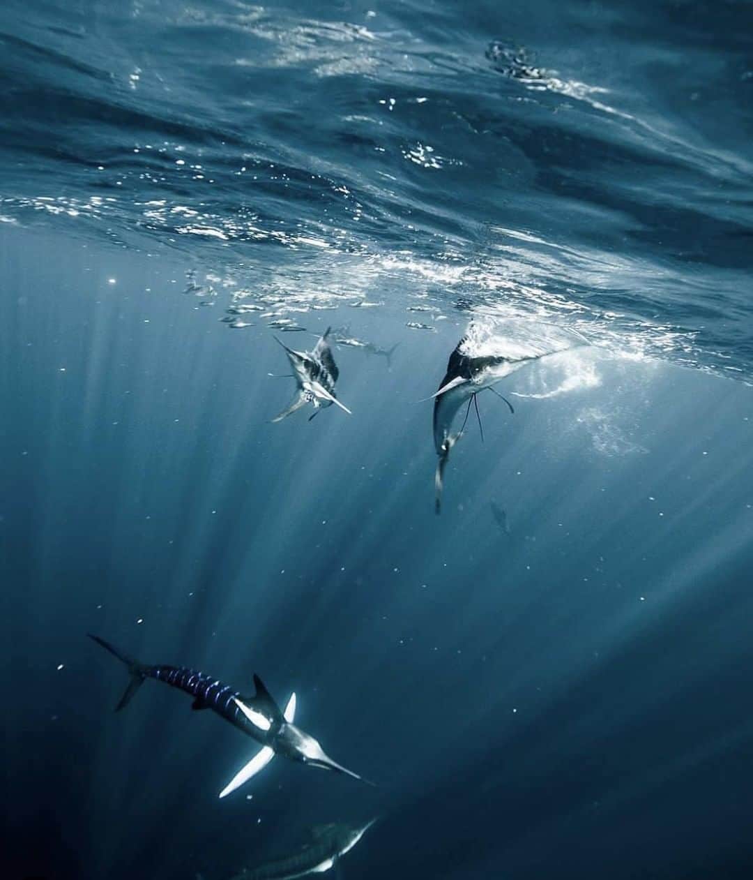 Costa Sunglassesのインスタグラム：「Stirring up the sunlight. 📷 @perrinjames1 #seewhatsoutthere」
