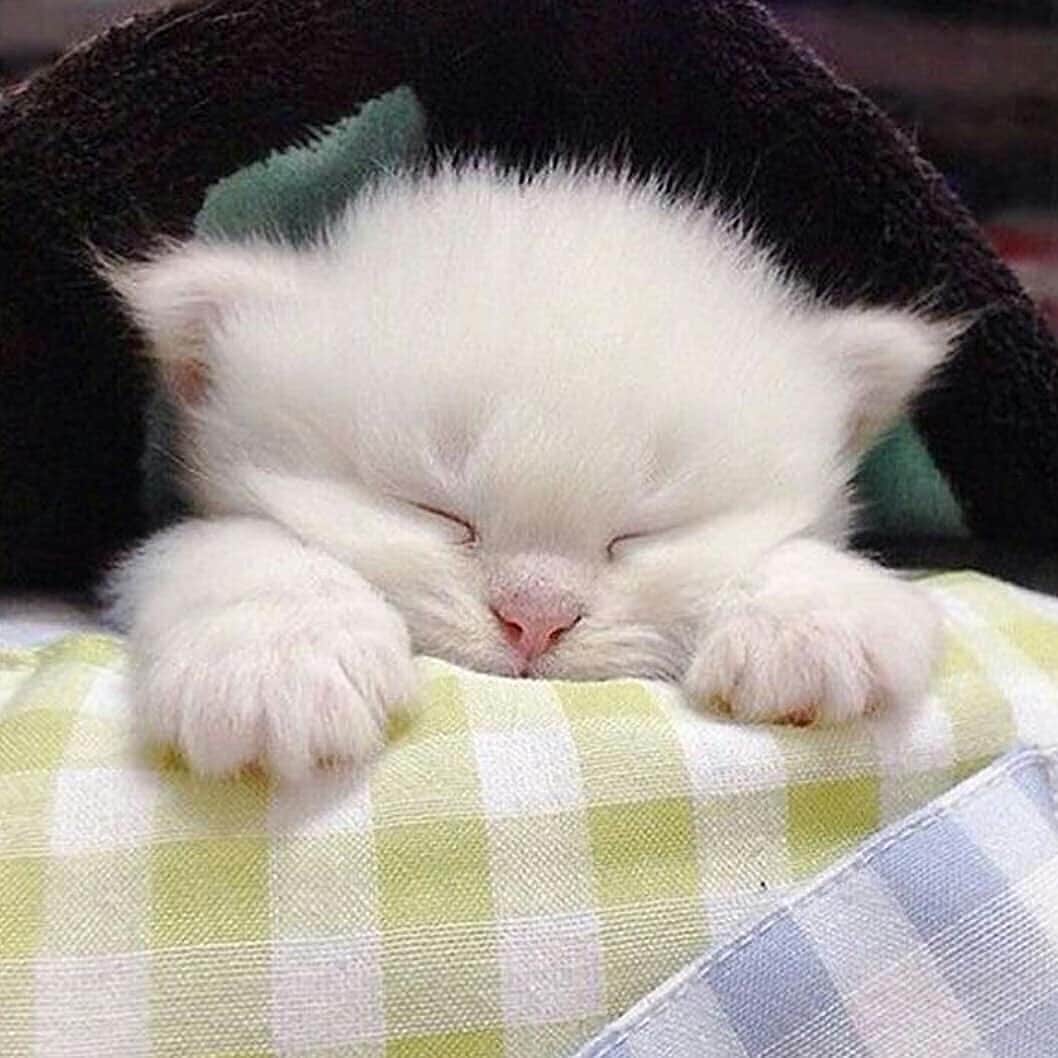 Cute Pets Dogs Catsさんのインスタグラム写真 - (Cute Pets Dogs CatsInstagram)「Sleepy baby. 😍 Meet @dusya_nessy_funnycats 😸🐾 Support our page with a ❤️😺 Notification ON 💙  #kittens_of_world and follow us to be featured 😺 Support our page with a ❤️ #chat #neko #gato #gatto #meow #kawaii #nature #pet #animal #instacat #instapet #mycat #catlover #meow #kittycat #catinstagram #ilovemycat #caturday #catsofig #thedailykitten #bestmeow #excellent_cats」7月14日 6時43分 - dailycatclub