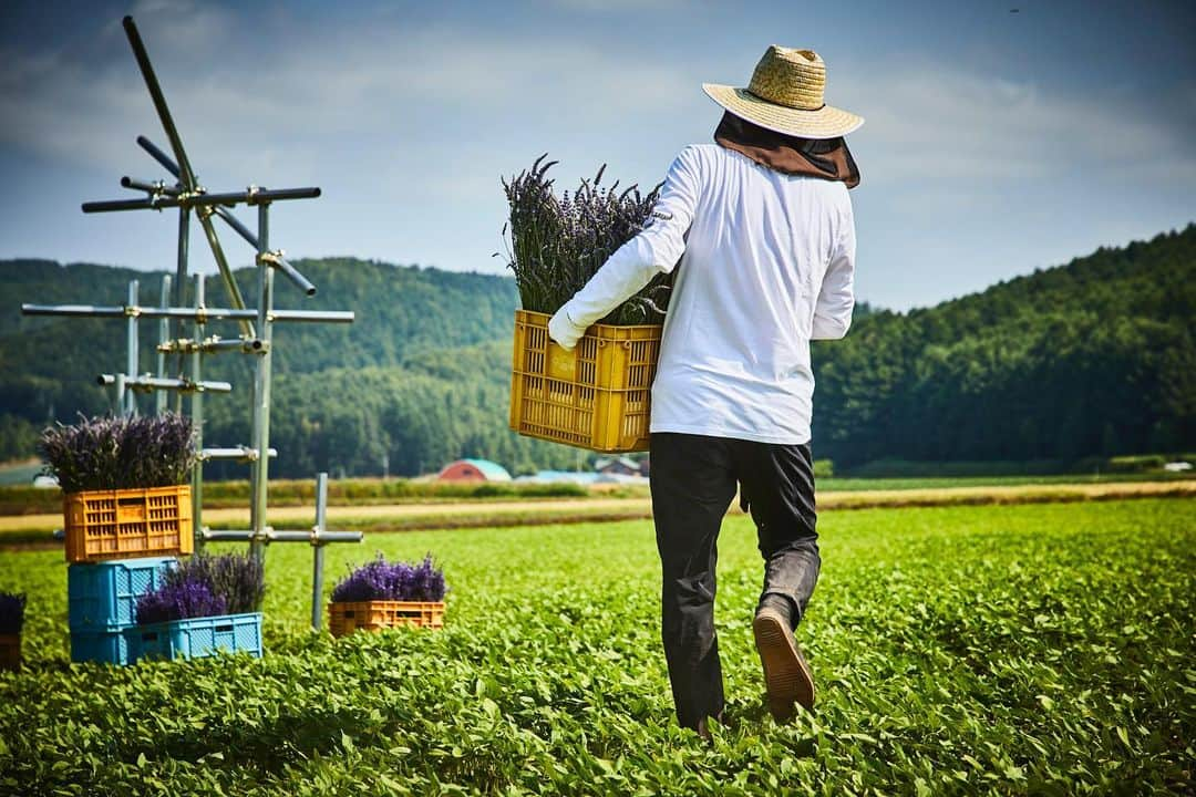 椎木俊介さんのインスタグラム写真 - (椎木俊介Instagram)「Botanical Sculpture in FURANO  #azumamakoto #makotoazuma #shiinokishunsuke #amkk #amkkproject #flowers #flowerart #botanicalsculpture #東信 #東信花樹研究所 #furano #富良野 #ラベンダー #北の国から #北海道」7月14日 6時57分 - shiinokishunsuke