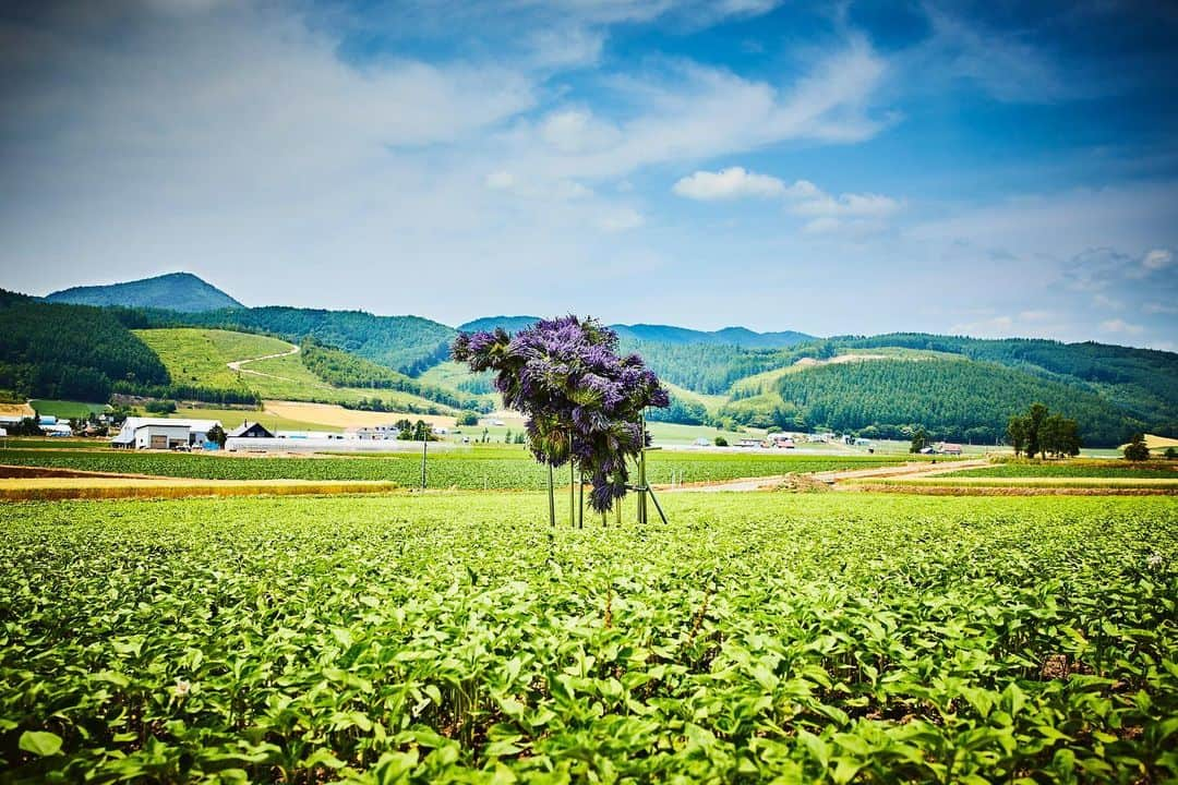 椎木俊介さんのインスタグラム写真 - (椎木俊介Instagram)「Botanical Sculpture in FURANO  #azumamakoto #makotoazuma #shiinokishunsuke #amkk #amkkproject #flowers #flowerart #botanicalsculpture #東信 #東信花樹研究所 #furano #富良野 #ラベンダー #北の国から #北海道」7月14日 6時57分 - shiinokishunsuke