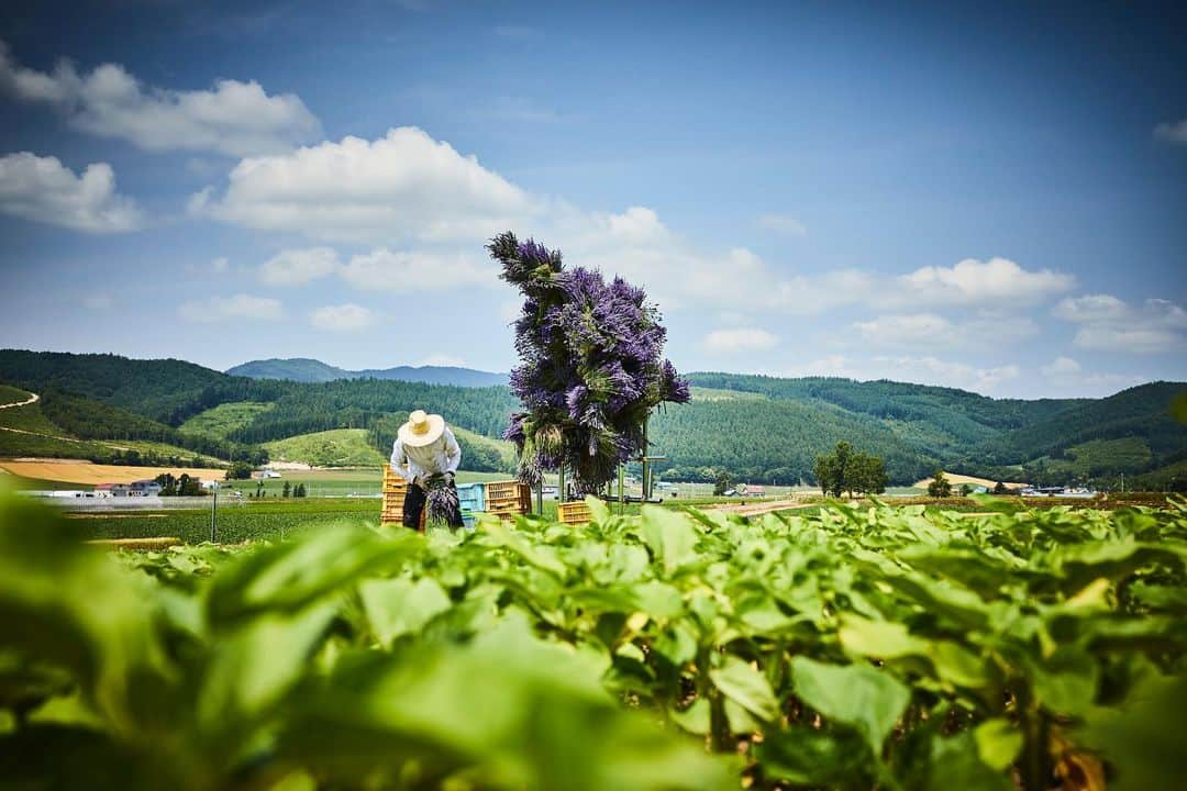 椎木俊介さんのインスタグラム写真 - (椎木俊介Instagram)「Botanical Sculpture in FURANO  #azumamakoto #makotoazuma #shiinokishunsuke #amkk #amkkproject #flowers #flowerart #botanicalsculpture #東信 #東信花樹研究所 #furano #富良野 #ラベンダー #北の国から #北海道」7月14日 6時57分 - shiinokishunsuke