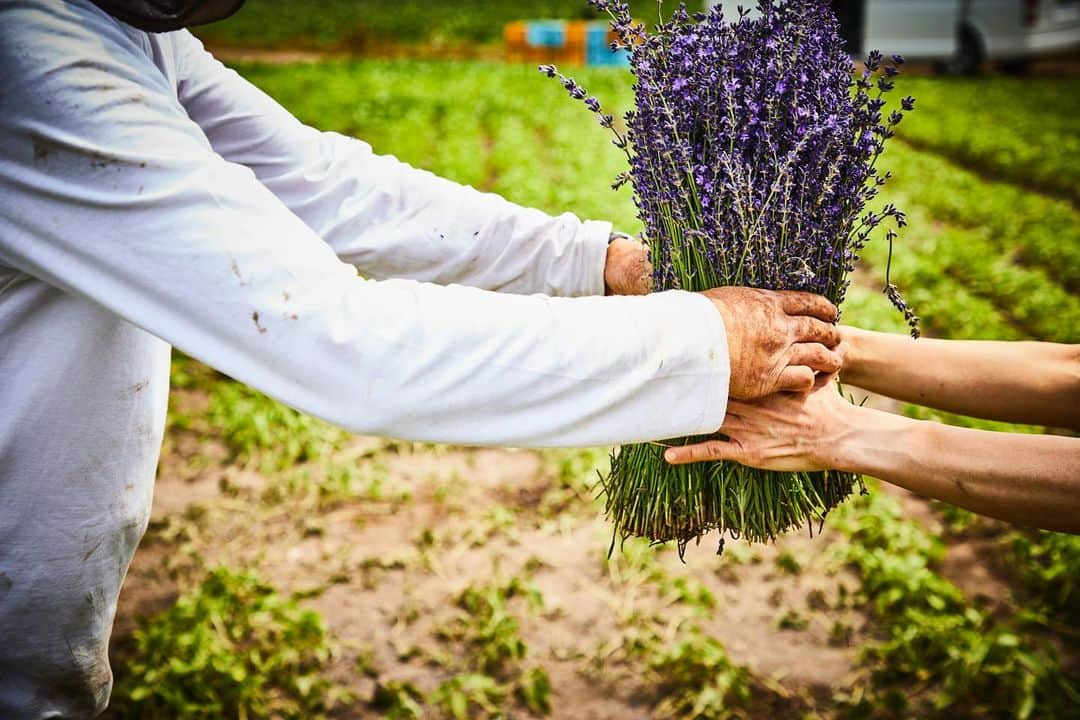 椎木俊介さんのインスタグラム写真 - (椎木俊介Instagram)「Botanical Sculpture in FURANO  #azumamakoto #makotoazuma #shiinokishunsuke #amkk #amkkproject #flowers #flowerart #botanicalsculpture #東信 #東信花樹研究所 #furano #富良野 #ラベンダー #北の国から #北海道」7月14日 6時57分 - shiinokishunsuke