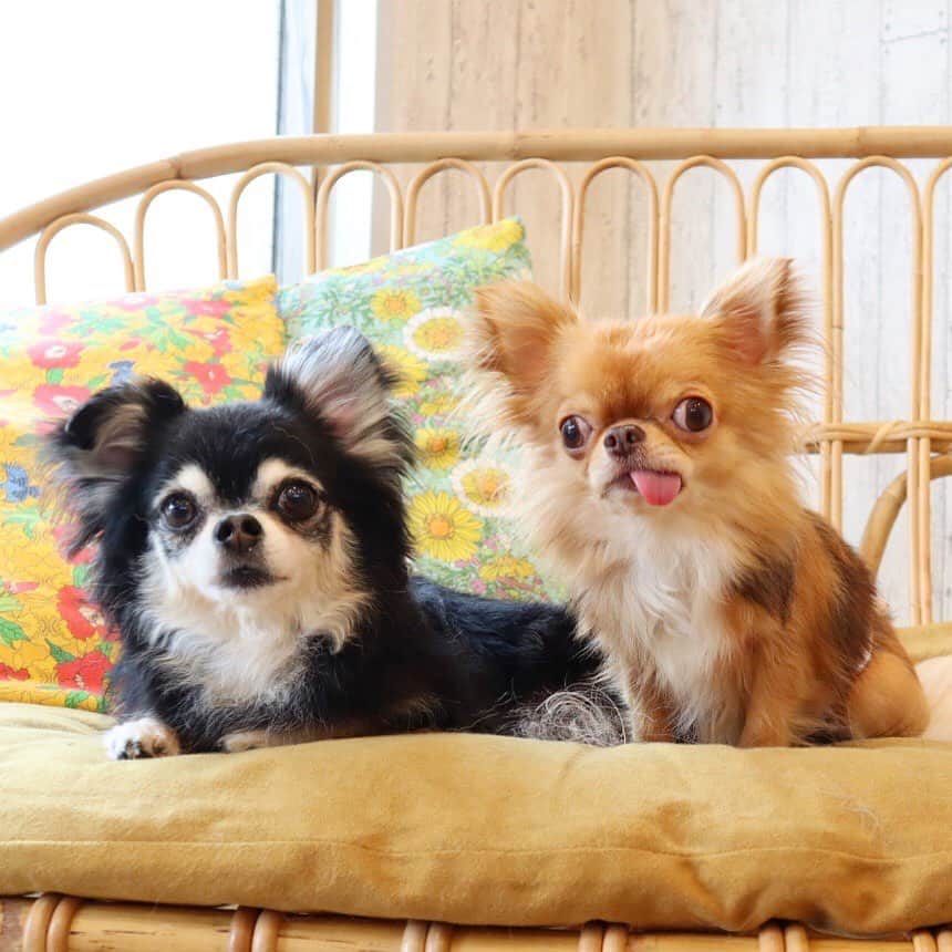 kayoのインスタグラム：「* * れーれお姉ちゃんと ツーショット☺️💗 * * 意外と仲良し😂 * * Lemon💗kulio * * #chihuahua#chihuahualove#dogstgram#dog#instadog#チワワ#チワワ大好き * *」