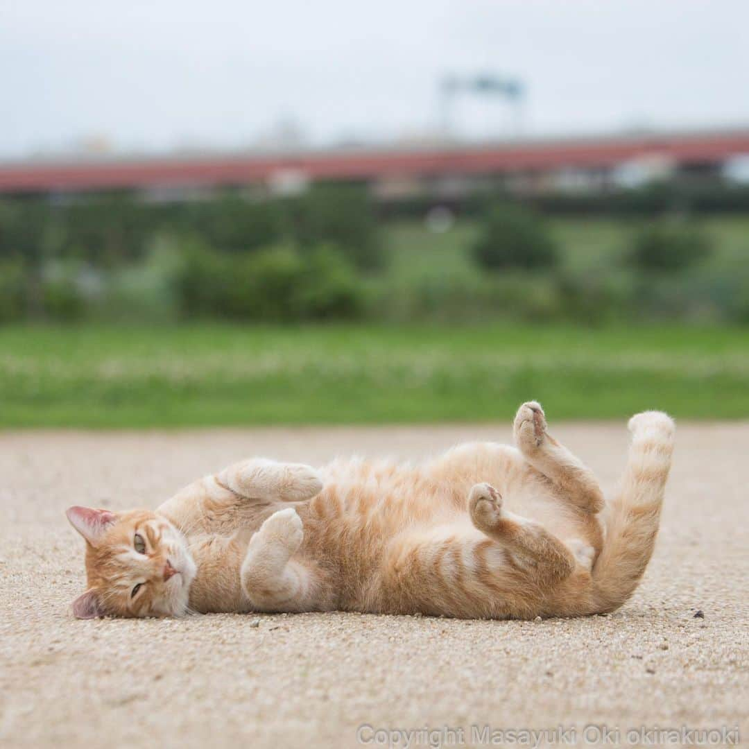 Masayukiさんのインスタグラム写真 - (MasayukiInstagram)「保護色。  おはようございます。 Good morning from Tokyo Japan 🐌🐌🐌 #cat #ねこ #昨日は東京カメラ部でのトークショーにお越しくださいまして誠にありがとうございました」7月14日 7時17分 - okirakuoki