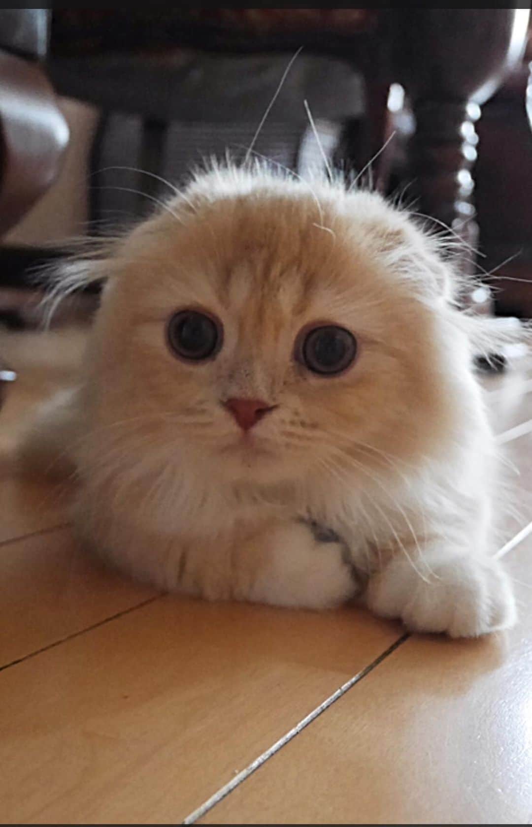 のインスタグラム：「. . 去年の今日 我が家へ来た3番目の天使👼 お迎えした日のすずちゃん . ベルちゃん最後のミャーは何のミャー?? . . #うちの子記念日 #ラブリー祭 #ねこらぶ祭 . #ベルちゃん #すずちゃん ・ NAME : Bell  ベルちゃん Breed : minuet  ミヌエット 🎂 : 2016.5.15  3歳 ・ NAME : Suzu すずちゃん Breed : Scottish fold スコティッシュフォールド 🎂 : 2018.3.21  1歳」