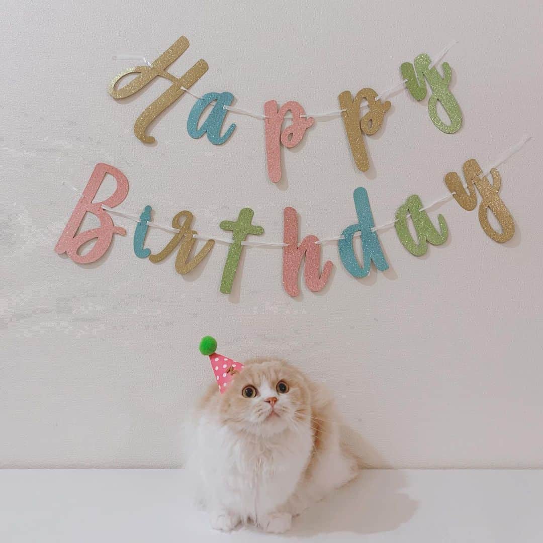 のんたのインスタグラム：「My baby girl just turned 3!! 今日でぼーちゃん3歳になりました♡ ・ #scottishfold #catstagram_japan #catsofinstagram #cats_of_instagram#catoftheday #purr #ilovemycat #bestmeow #catlover #cutecat #kittensofinstagram #cute #スコティッシュフォールド#birthdaygirl#3yearsold」