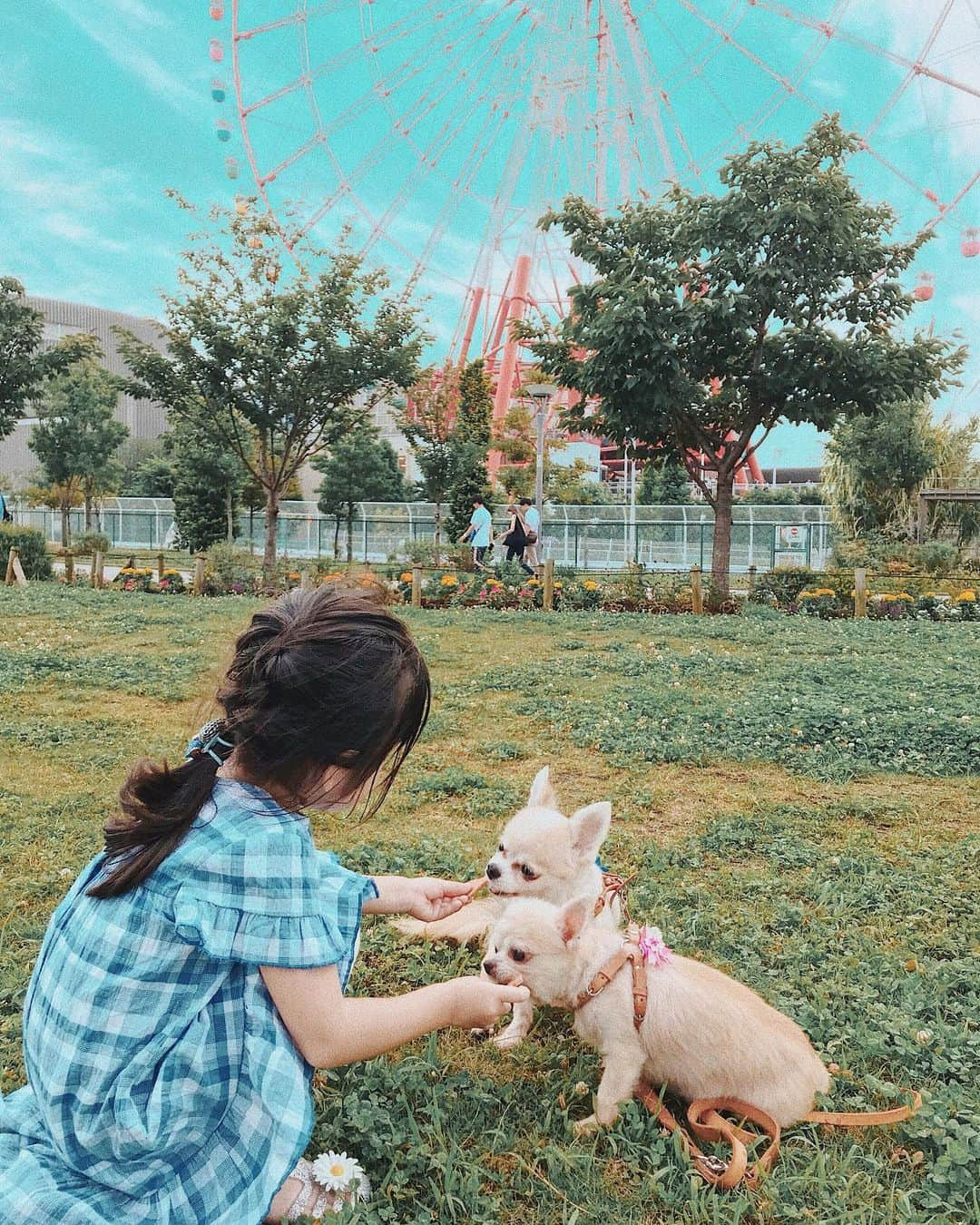 ほしのこさんのインスタグラム写真 - (ほしのこInstagram)「今日はｺｺﾙｲとお出かけしたあと @icocca_ni_icocca  でご飯しました💓💓 * 最近おちびちゃんの ワガママ度がやばい😱😱😱 あれヤダこれやだ。。 あれ？イヤイヤ期また来た？ 落ち着いてる時は落ち着いてるけど 幼稚園に行ってから特に激しくて💭 * これも成長の1つ？ 今までじゅんたんが怒ることって 滅多になかったけど じゅんたんも困って怒ることが 増えたね🥴💦 * 直ぐにママの助けを求めてくるけど🤣（笑） * おちびちゃんのコーディネートの詳細載せておくね💓 ワンピース @zarakids  サンダル @crocs  ヘアゴム @apres__official * #code#コーデ#fashion#アウトフィット#ファッション#outfit#ootd#コーディネート#cd#style #育児奮闘#親子#成長日記#ほしのこ#YouTube#愛犬#チワワ#兄弟#手前がココちゃん#奥がルイくん#ちびコーデ #お台場#夢の広場」7月13日 23時07分 - hoshinoko728