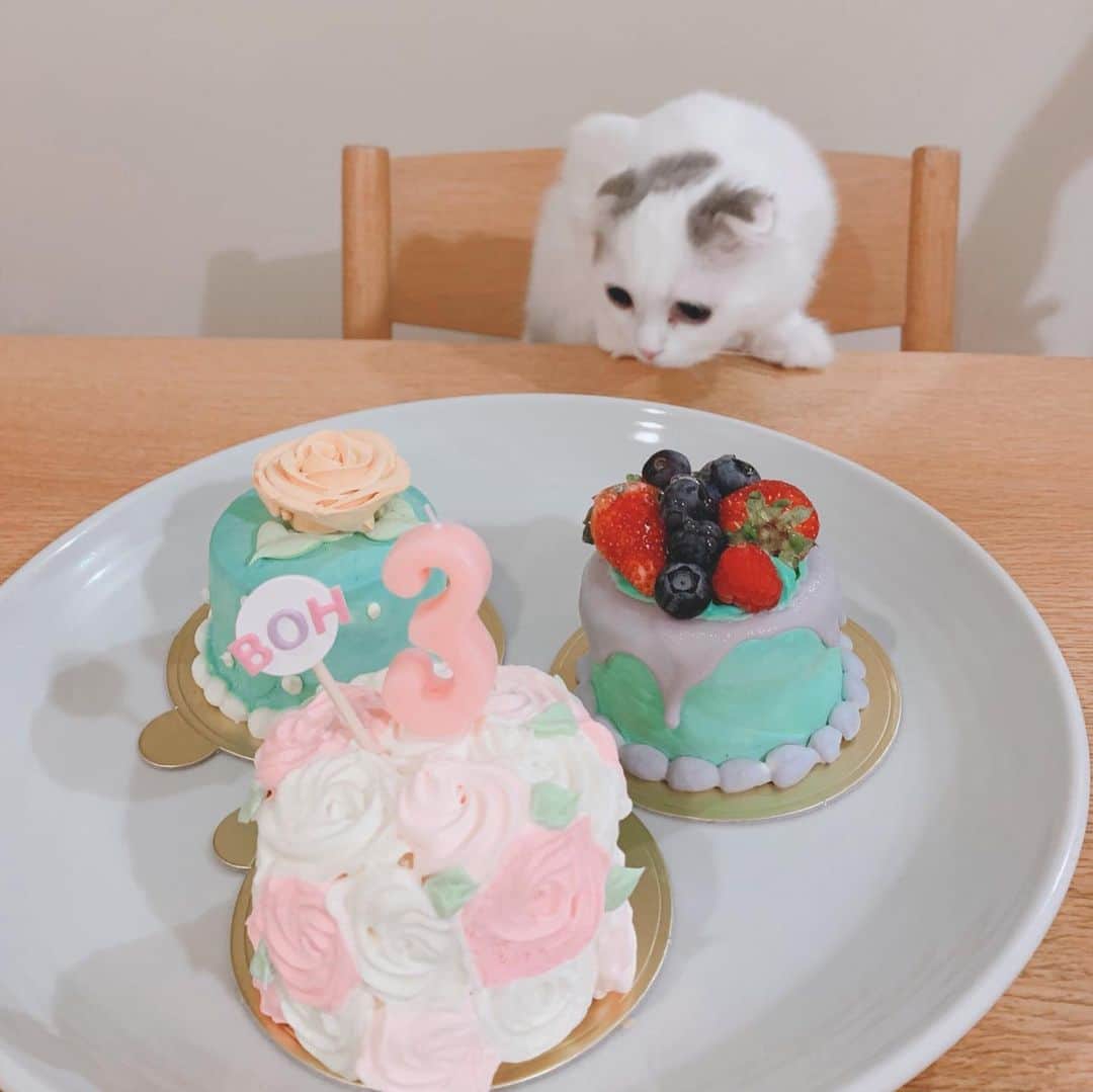 のんたさんのインスタグラム写真 - (のんたInstagram)「Happy birthday!! かわいいお誕生日ケーキと記念撮影♡ いつまでもかわいいぼーちゃんでいてね！ ・ #scottishfold #catstagram_japan #catsofinstagram #cats_of_instagram#catoftheday #ilovemycat #bestmeow #catlover #cutecat #kittensofinstagram #cute #スコティッシュフォールド#birthdaygirl#3yearsold#mommyslittlegirl」7月13日 23時10分 - utacci